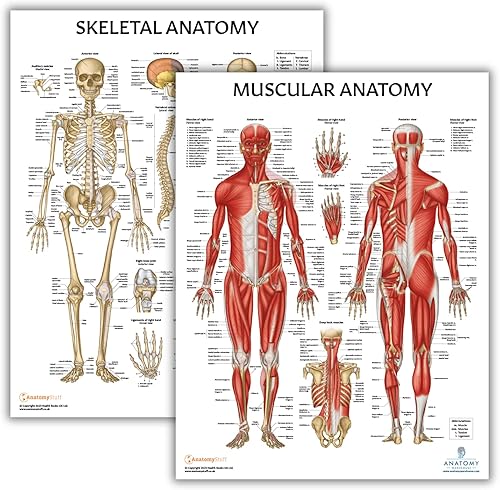 Anatomy Lab Juego de póster de anatomía muscular y esquelética, paquete de 2 pósteres laminados, de anatomía y fisiología, 17.3 x 22.5 pulgadas,