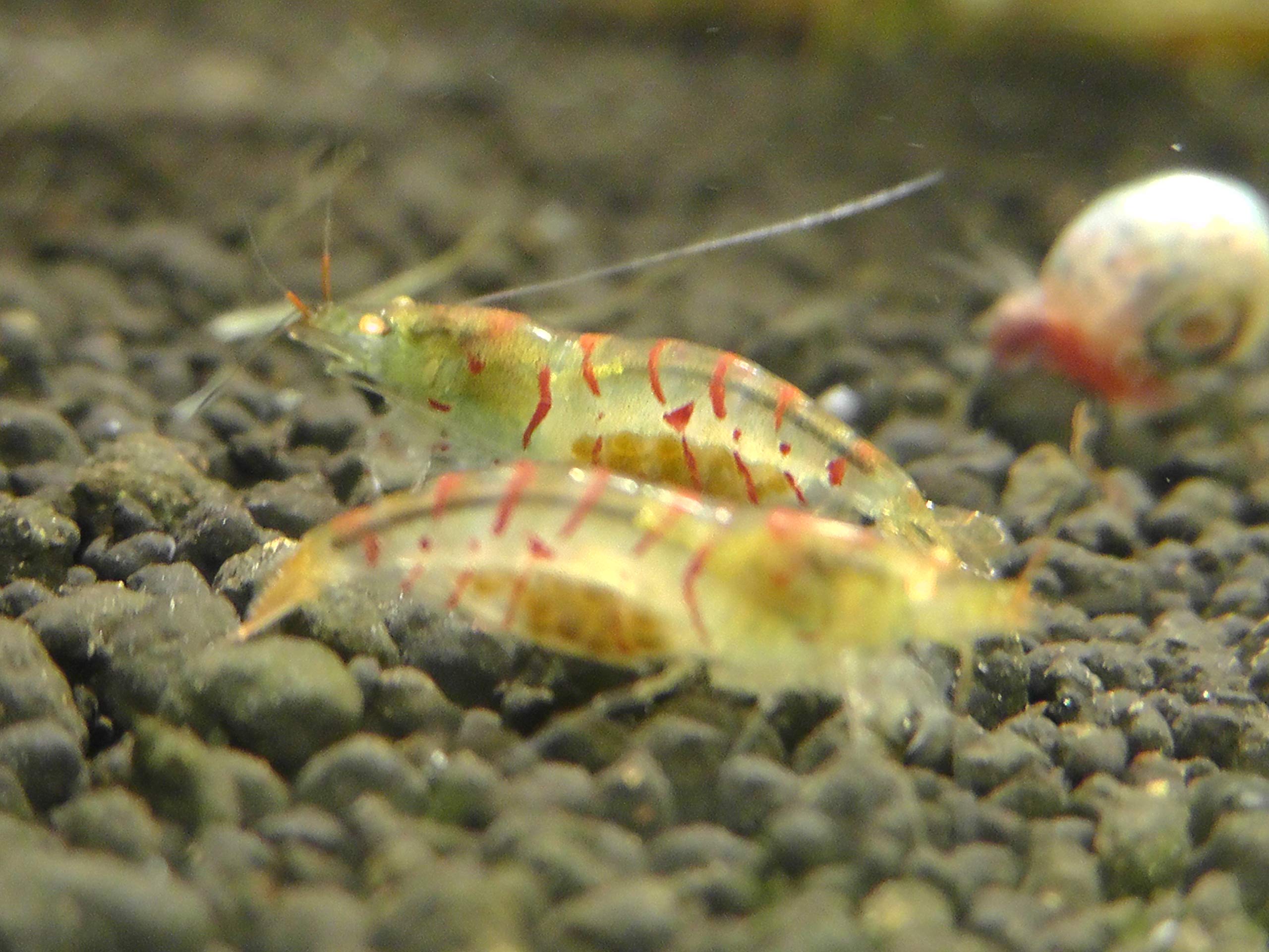 Garnelen Mix Bunte Mischung 10 Stück Shrimpfarm-Frankfurt