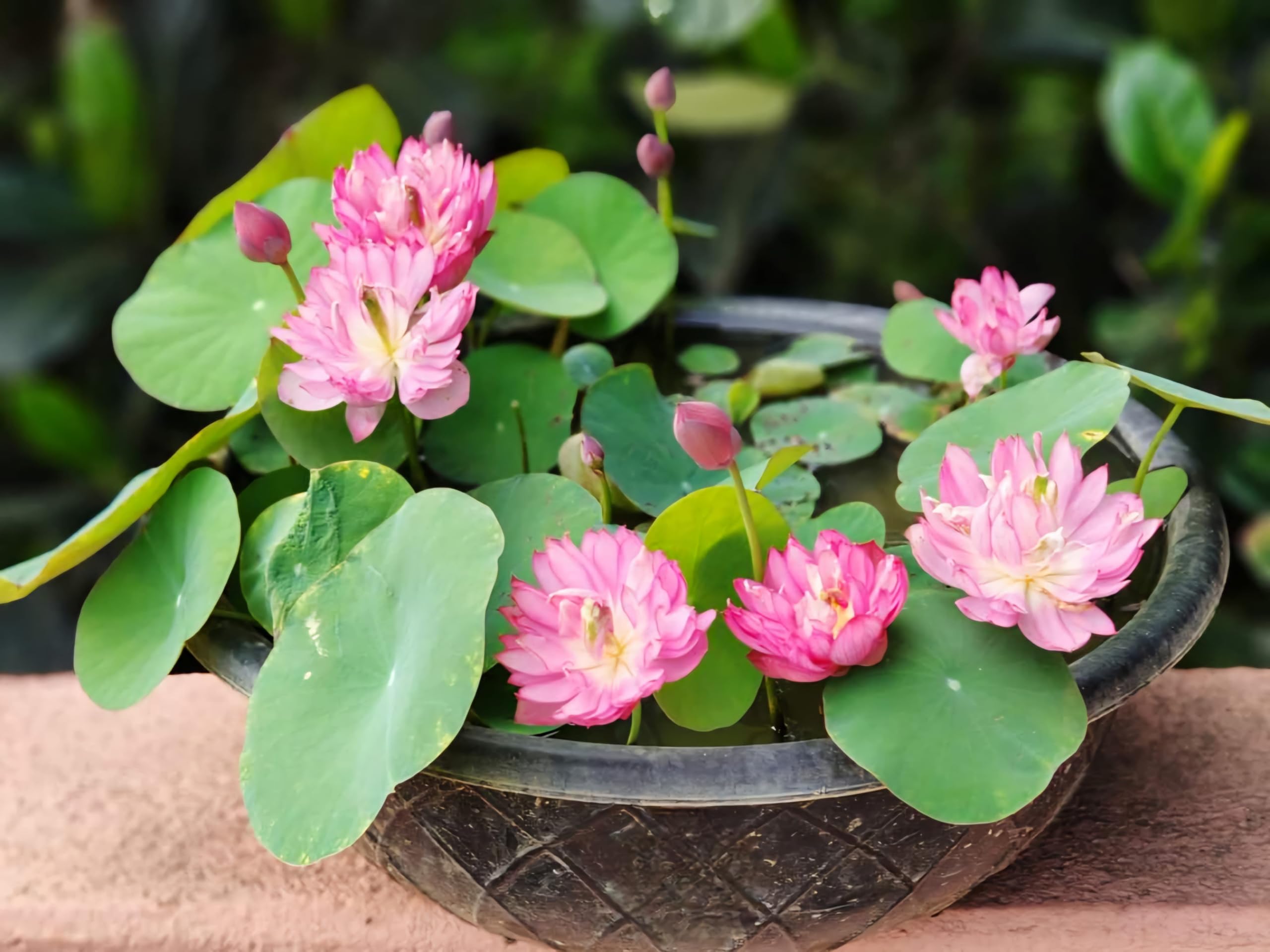 ShopCaart Liyanli Micro Lotus Tuber, Healthy Pack of 1 Live Liyanli Micro Lotus tuber, Lotus Flower Tuber For Home Garden (B0D6N9FSSW) Amazon Price History, Amazon Price Tracker