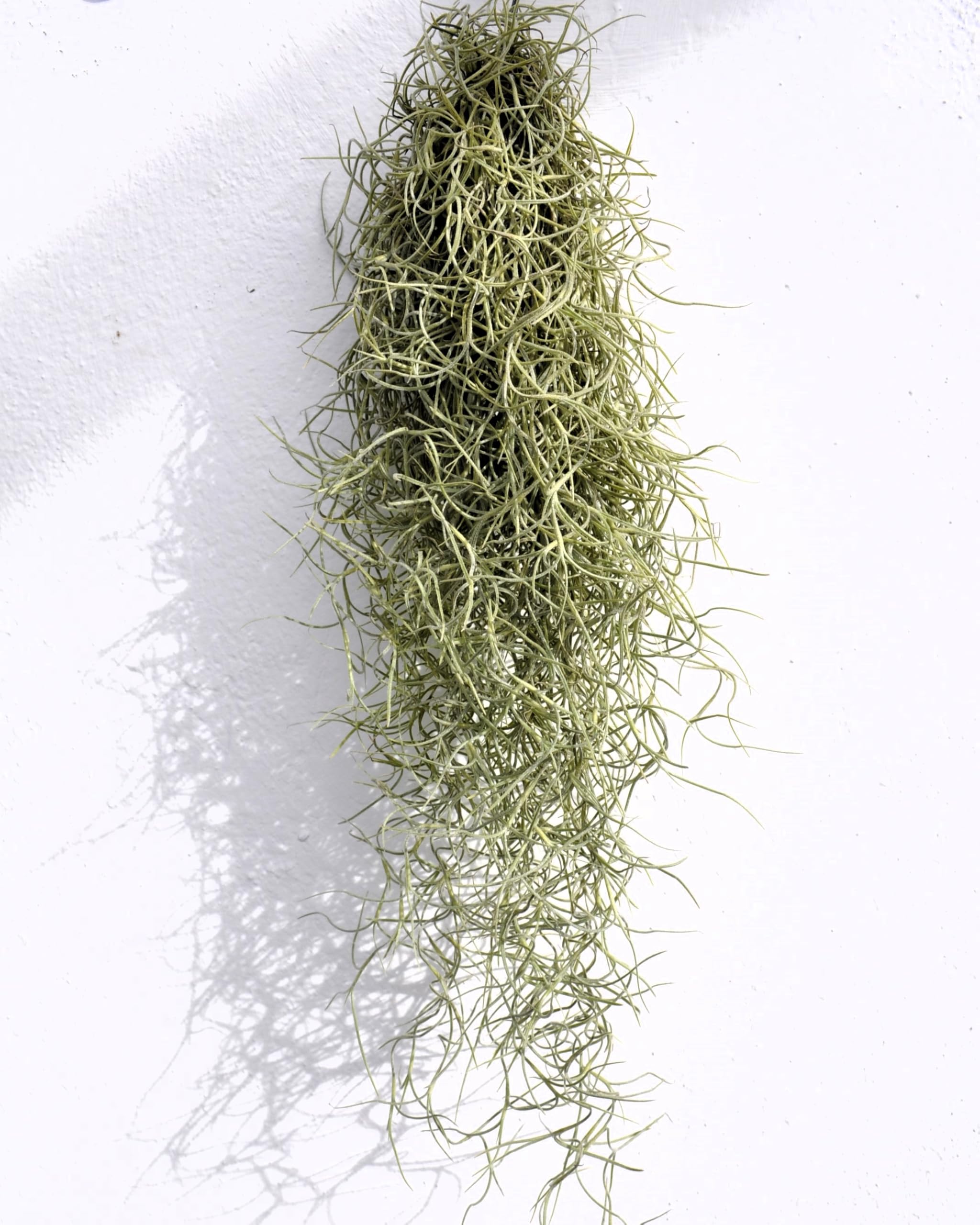 Tillandsia usneoides, Curiosarium, Barba de Viejo, Musgo Español, Planta del Aire, Planta Exótica, Verde Grisáceo, Interior/Exterior, Sin Sustrato, Colgante Decorativa, Longitud 50 cm, Diámetro 15 cm.