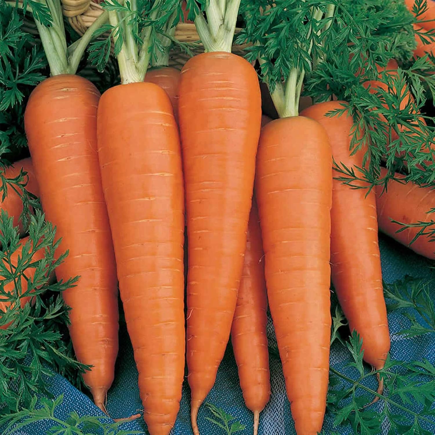 Danvers 126 Carrot Seed - 5 Lb Bulk ~1,600,000 Seeds - Non-GMO, Heirloom Vegetable Garden Seeds - Gardening, Microgreens