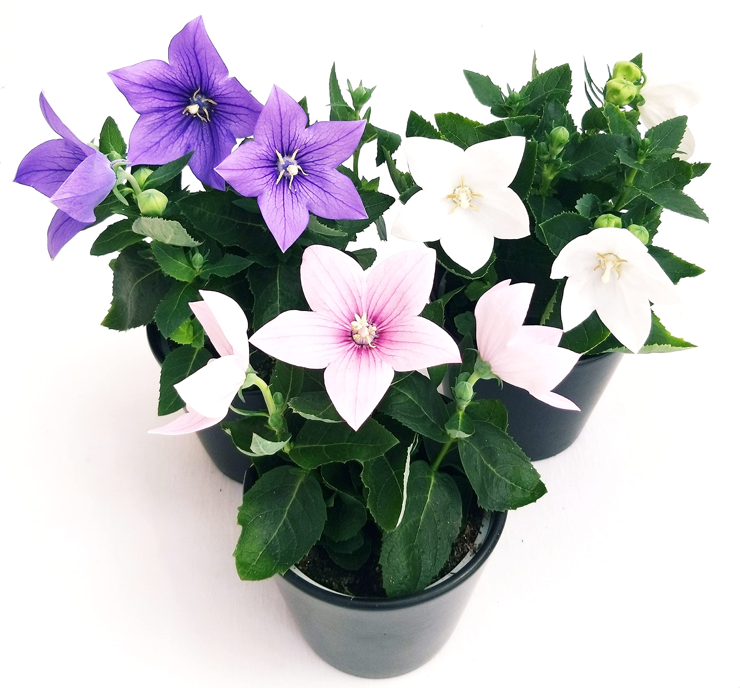 POWERS TO FLOWERS - PLATYCODON TRICOLORE BLU - ROSA - BIANCO, 3 PIANTE, piante vere