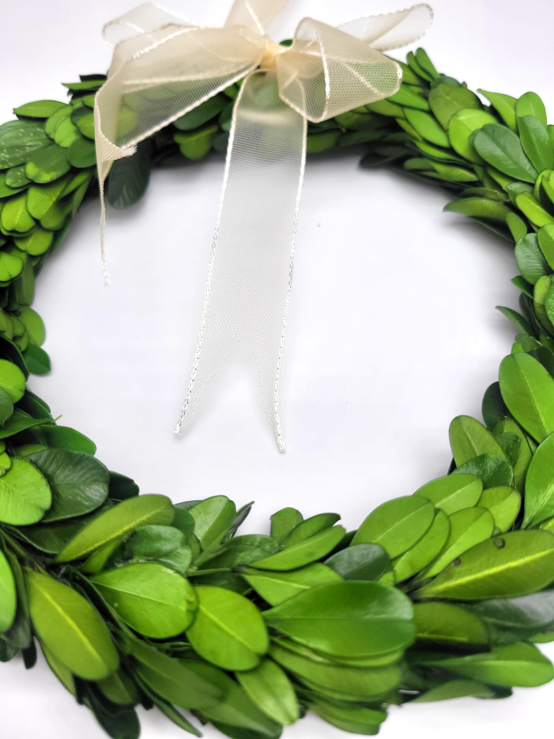 Preserved Boxwood Wreath 8 inch by Tradingsmith