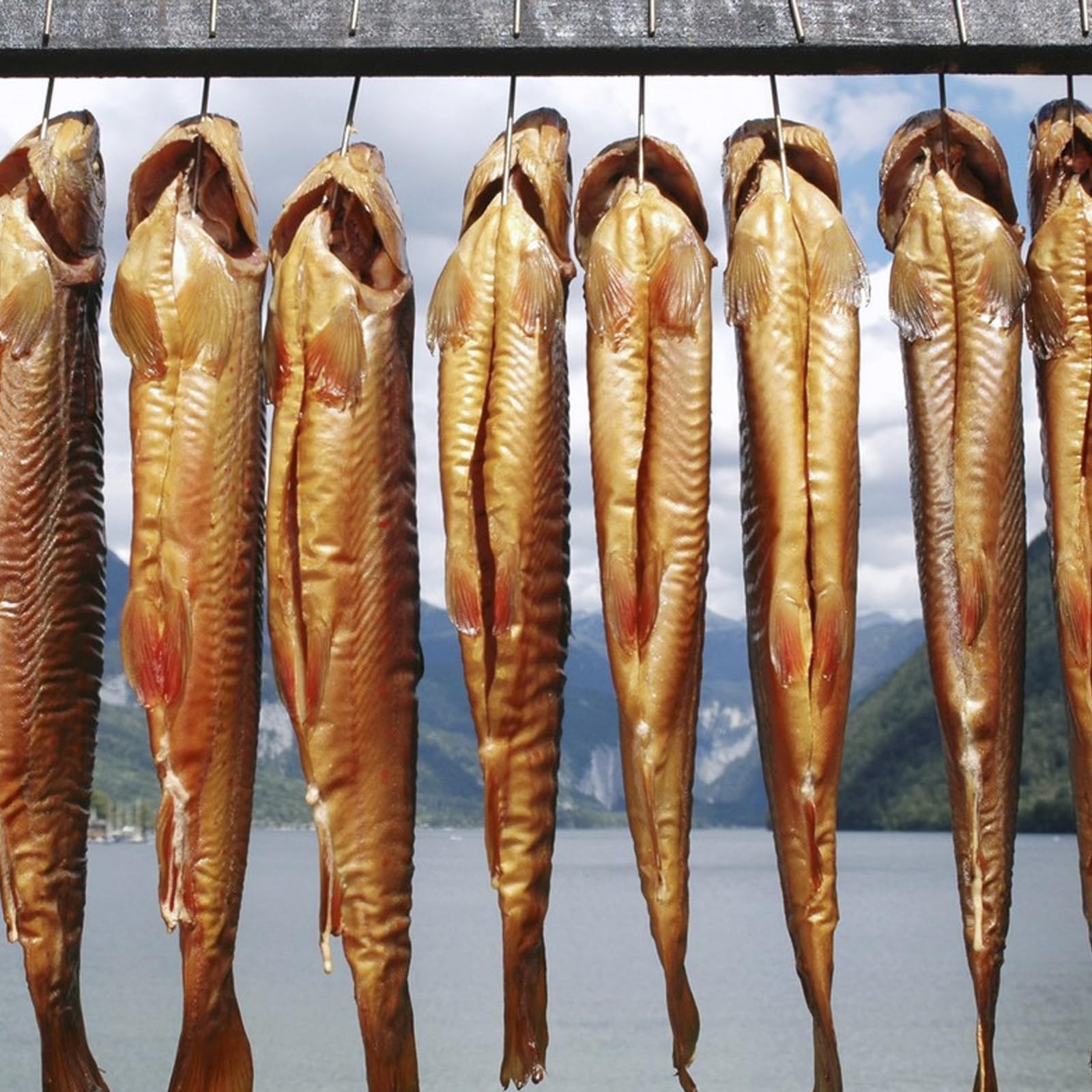 Todo Lo Que Necesitas Saber Para La Pesca De Trucha