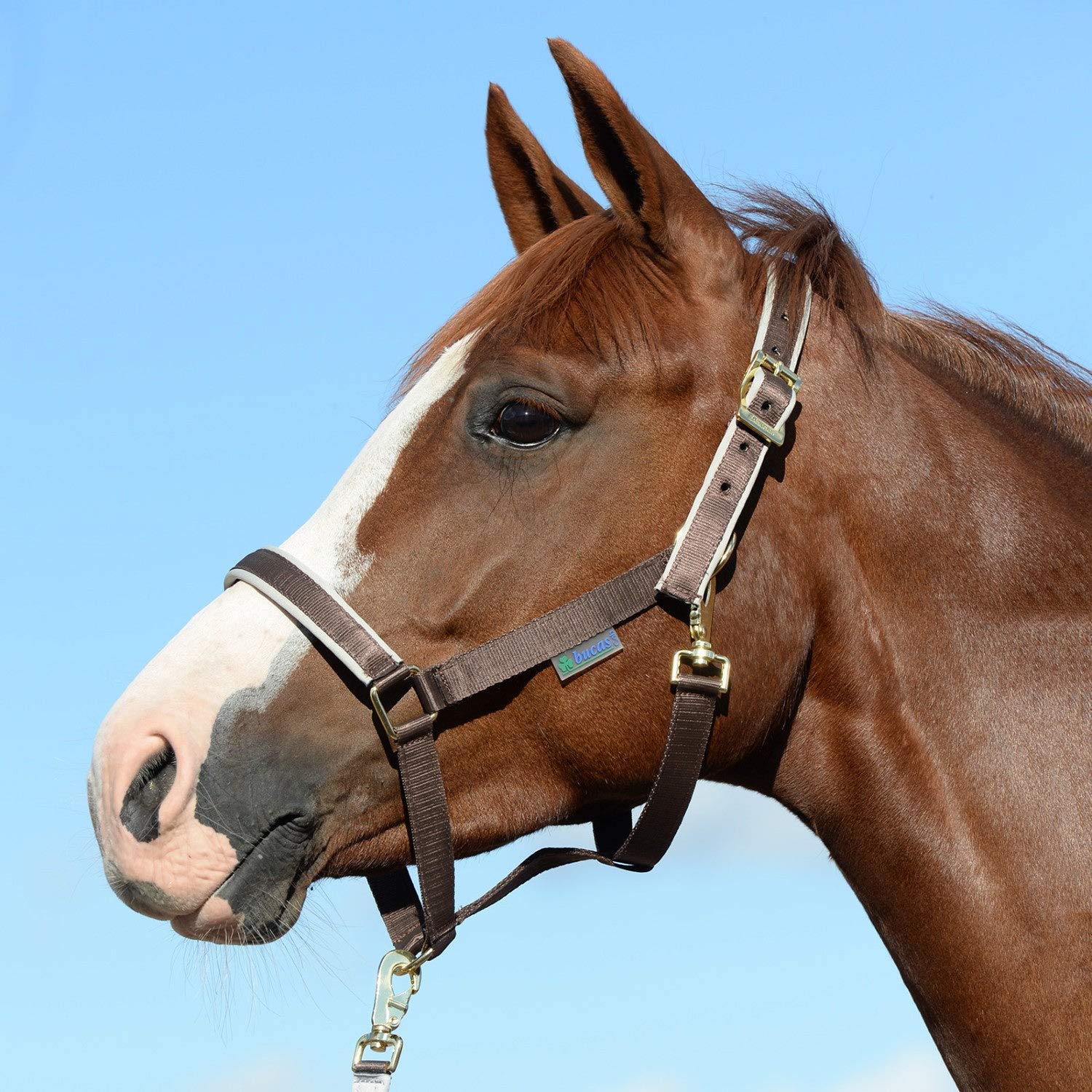 Licou Bucas Dublin Extra Large couleur chocolat et argent pour grand cheval