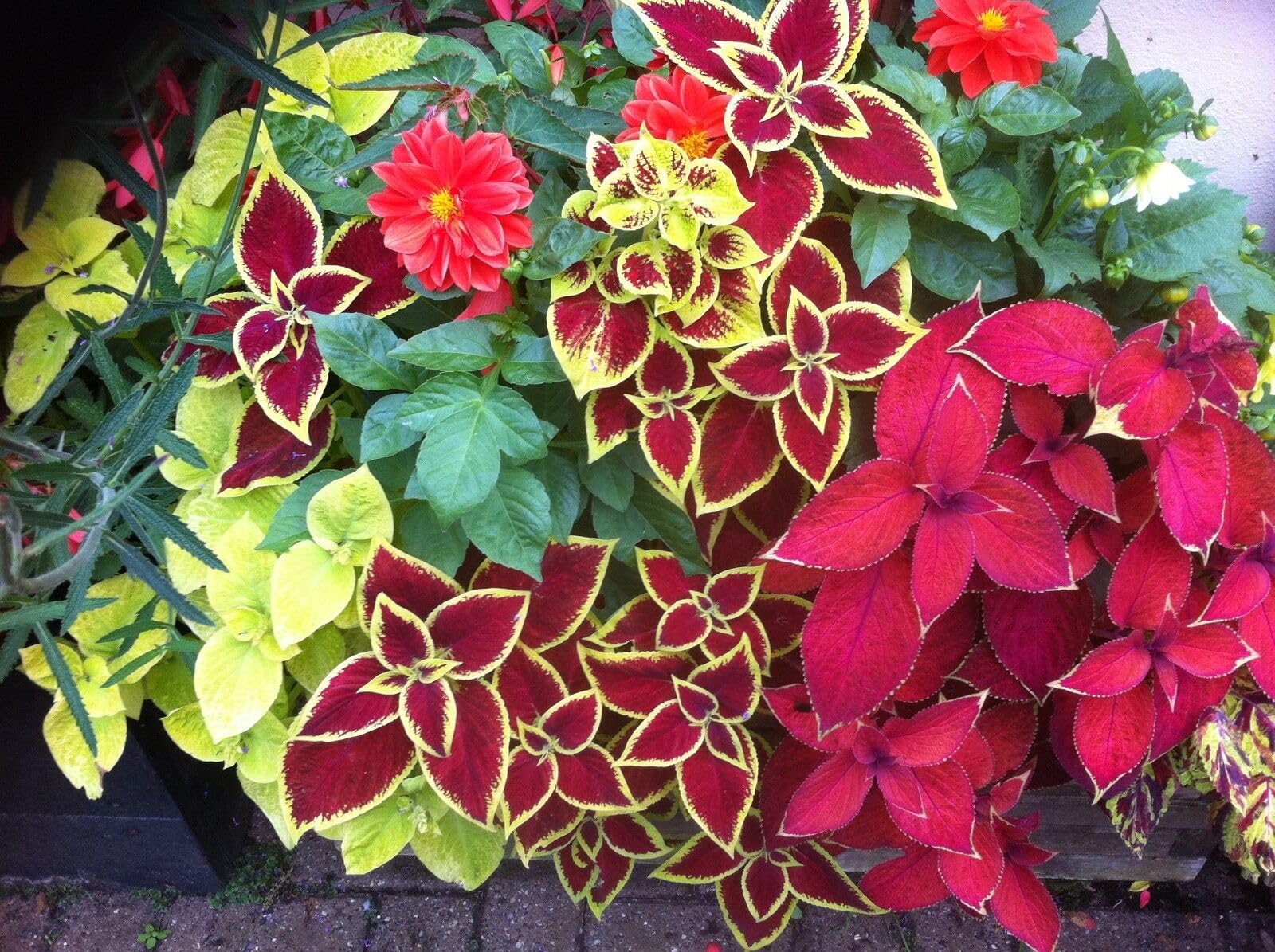 Buy4seeds Flower Coleus Wizard Mix 40 Finest Seeds Stunning Foliage Simple to Grow