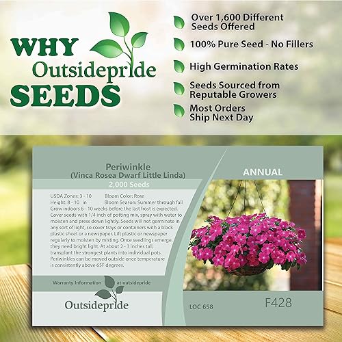 Miniatura 4 de Outsidepride Vinca Bígaro Rose Garden Flor, cubierta del suelo y plantas en contenedores - 2000 semillas