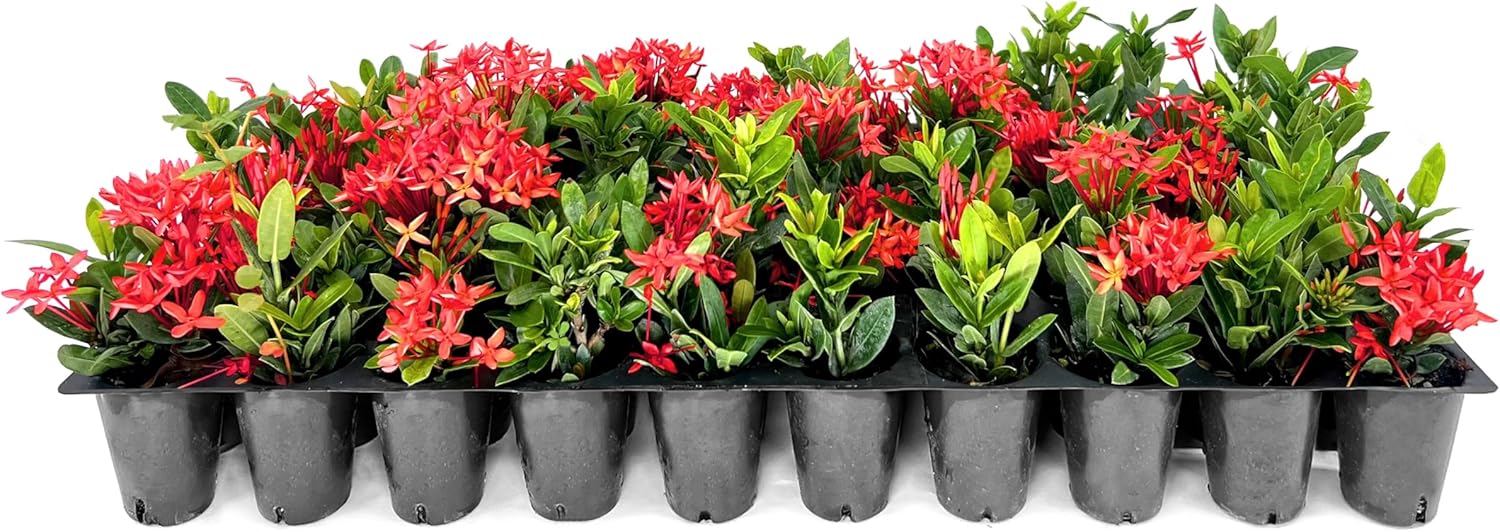 Ixora Dwarf Red | 50 Live Plants | Ixora Coccinea | Flowering Shrub for Garden | Tropical Ornamental Plants