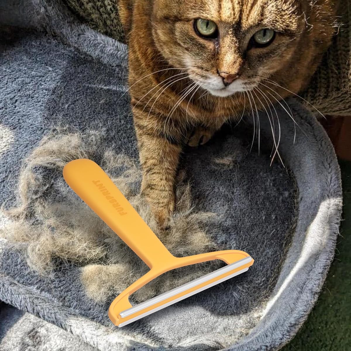 Pro Pet Hair Removal Tool - Reusable Dog & Cat Scraper, Carpet | Dual-edge scraper for carpet, couch & car - lifts embedded dog & cat fur from upholstery, rugs & furniture, reusable