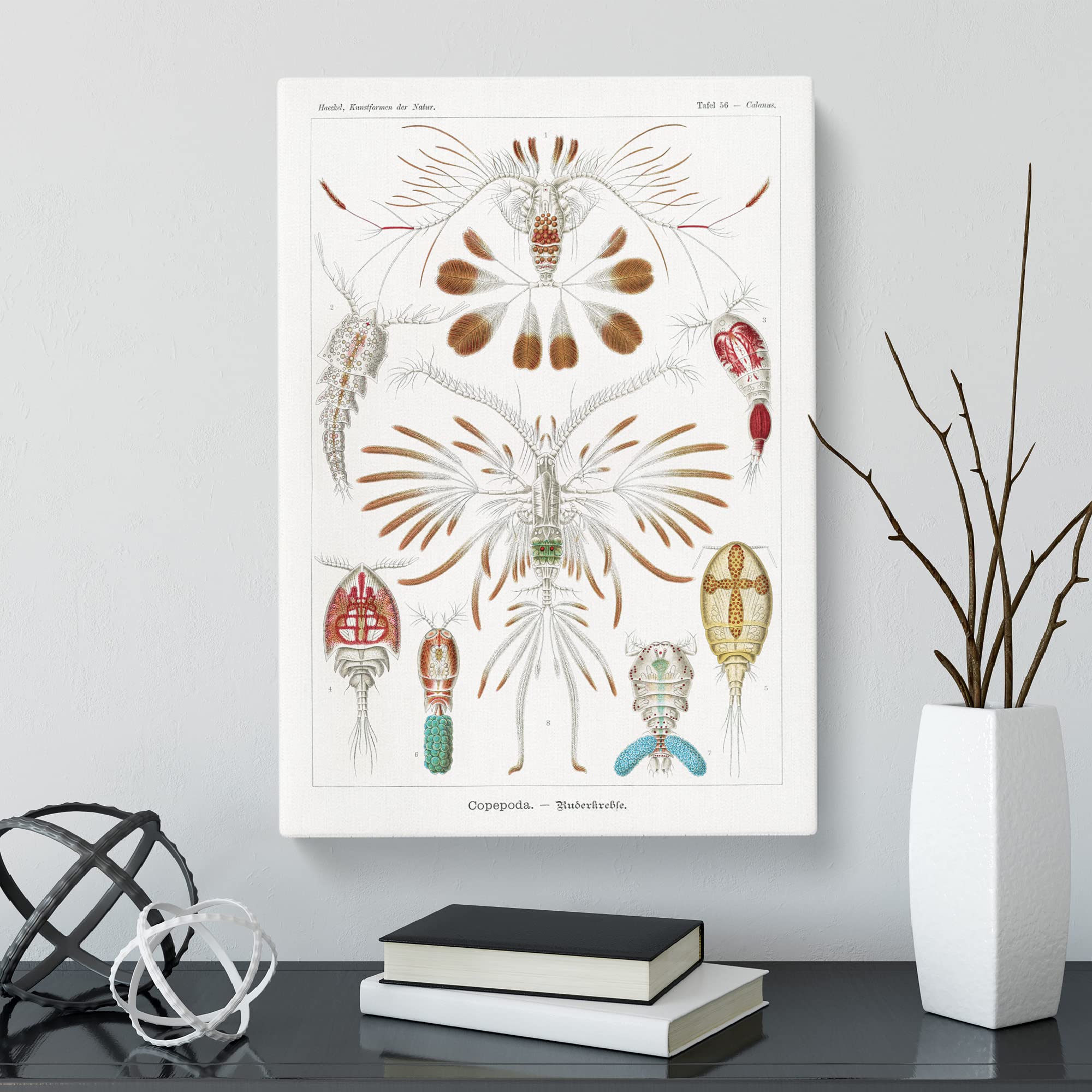 Copepod Crustaceans By Ernst Haeckel Canvas Print, Mixed, 25L x 50W cm - Image 3