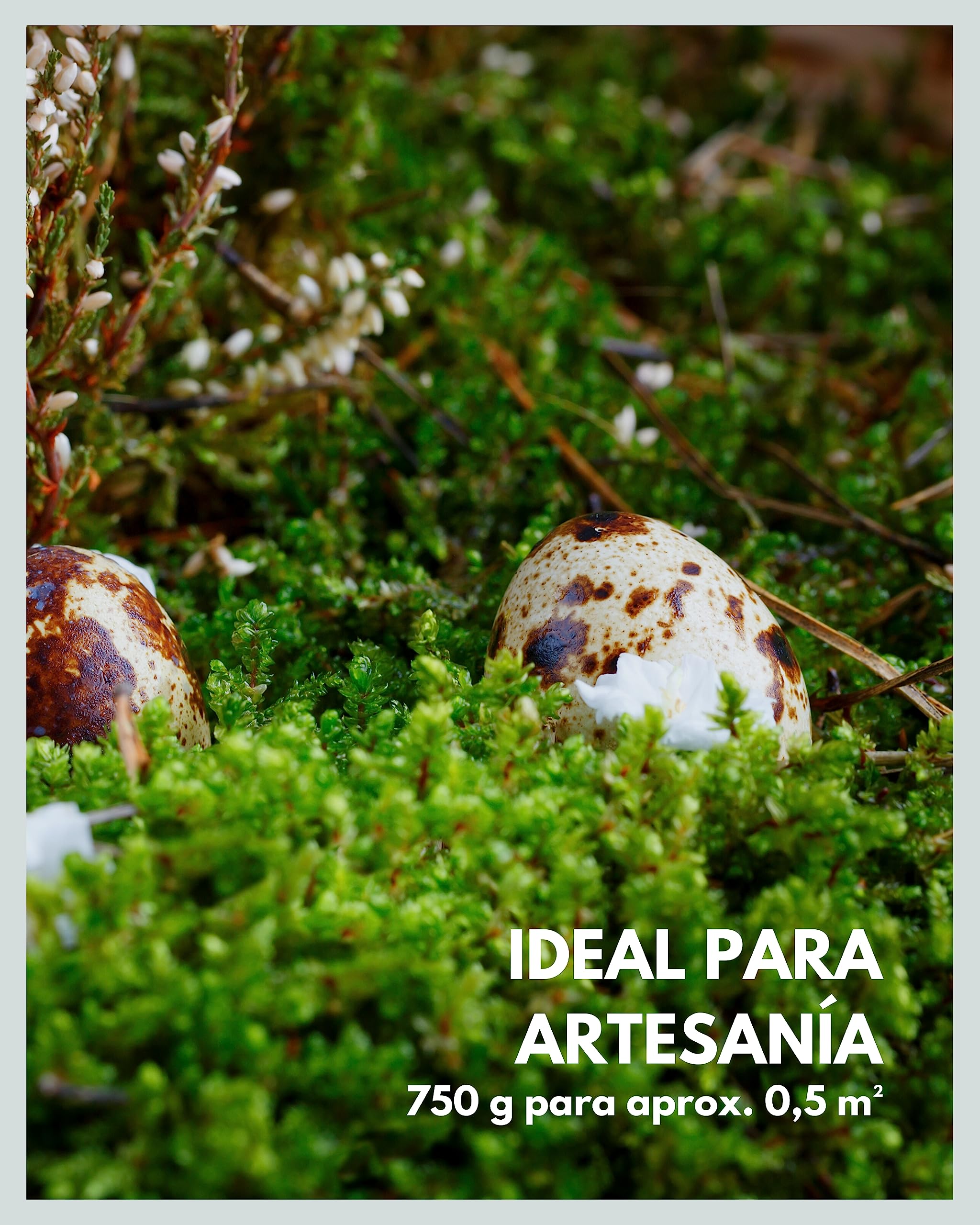Mia Milano Hoja de Musgo Preservado para Artesanía | Deco de Musgo Natural Duradero para Cuadros de Musgo | Musgo Plano Reutilizable