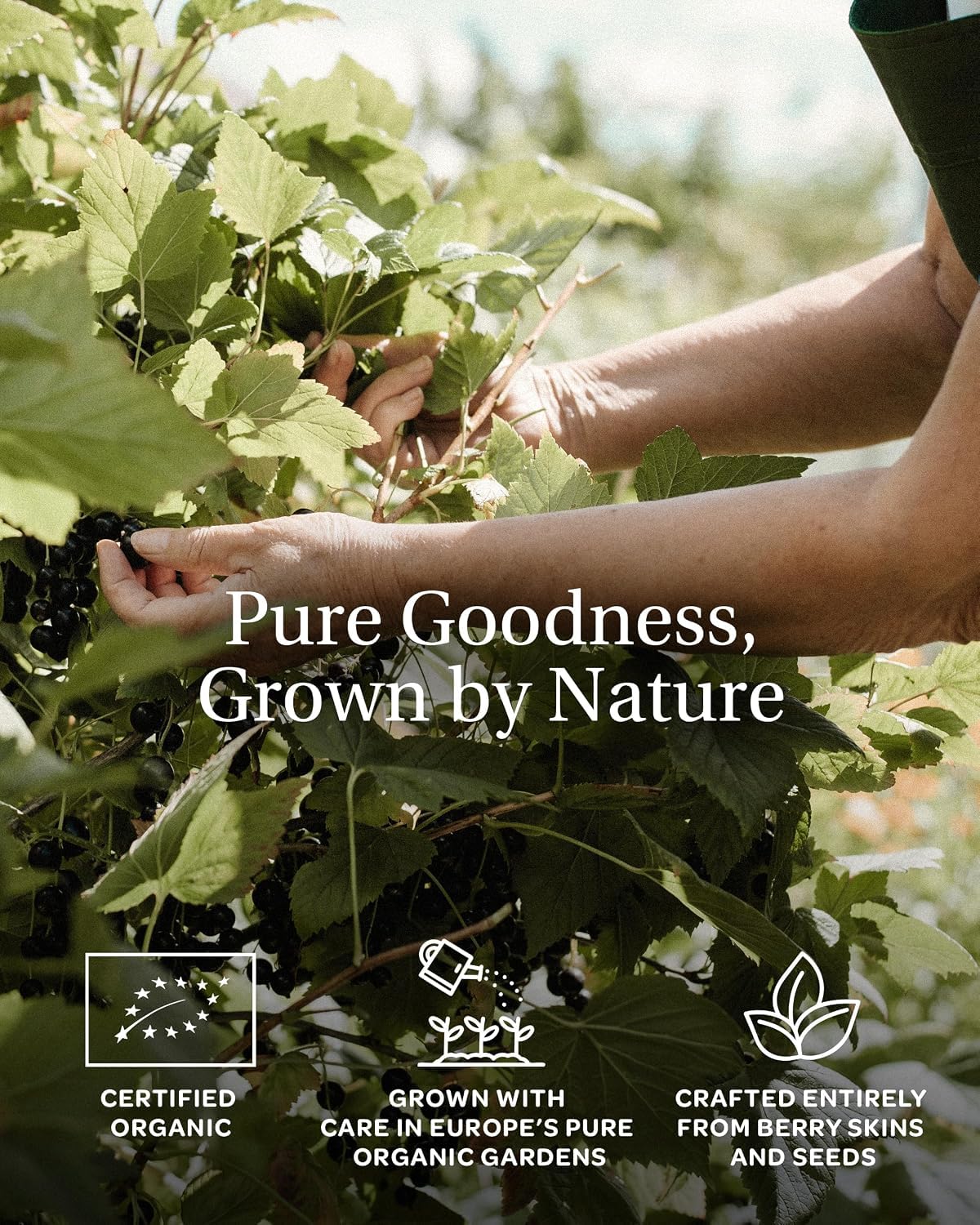 LOOV Organic Fiber Powder Blackcurrant Pomace 3.5 oz, High in Vitamin C, Made Only from Berry Skins and Seeds, No Added Sugar, Grown in Nordic Climate in Europe