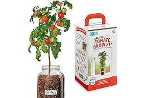 Back to the Roots Cherry Tomato Planter Kit: Cultivate Indoor Garden Magic