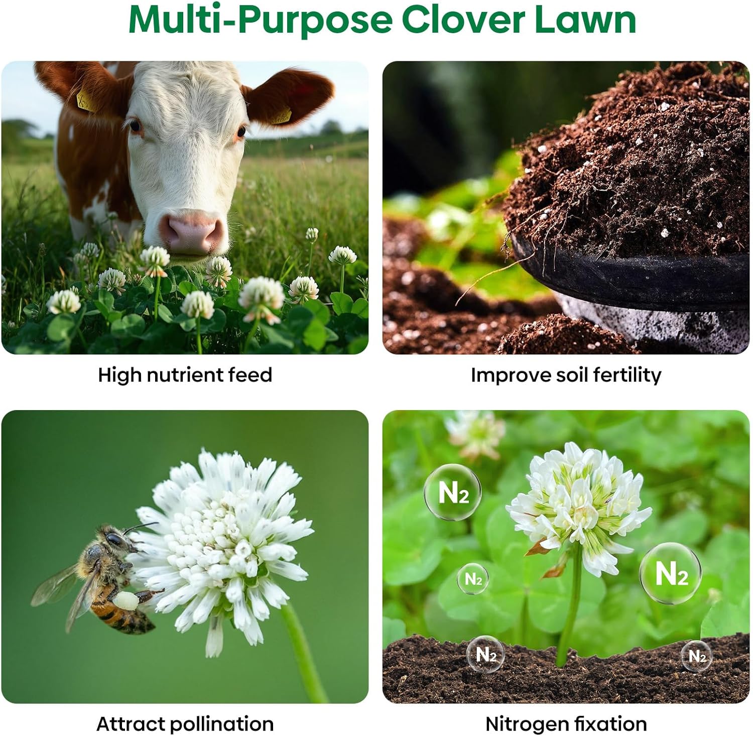 White Clover Seeds, 5 LB Perennial White Dutch Clover Seed for Lawn Ground Cover Nitrocoated and Inoculated, Attracts Pollinators, Trifolium Repens