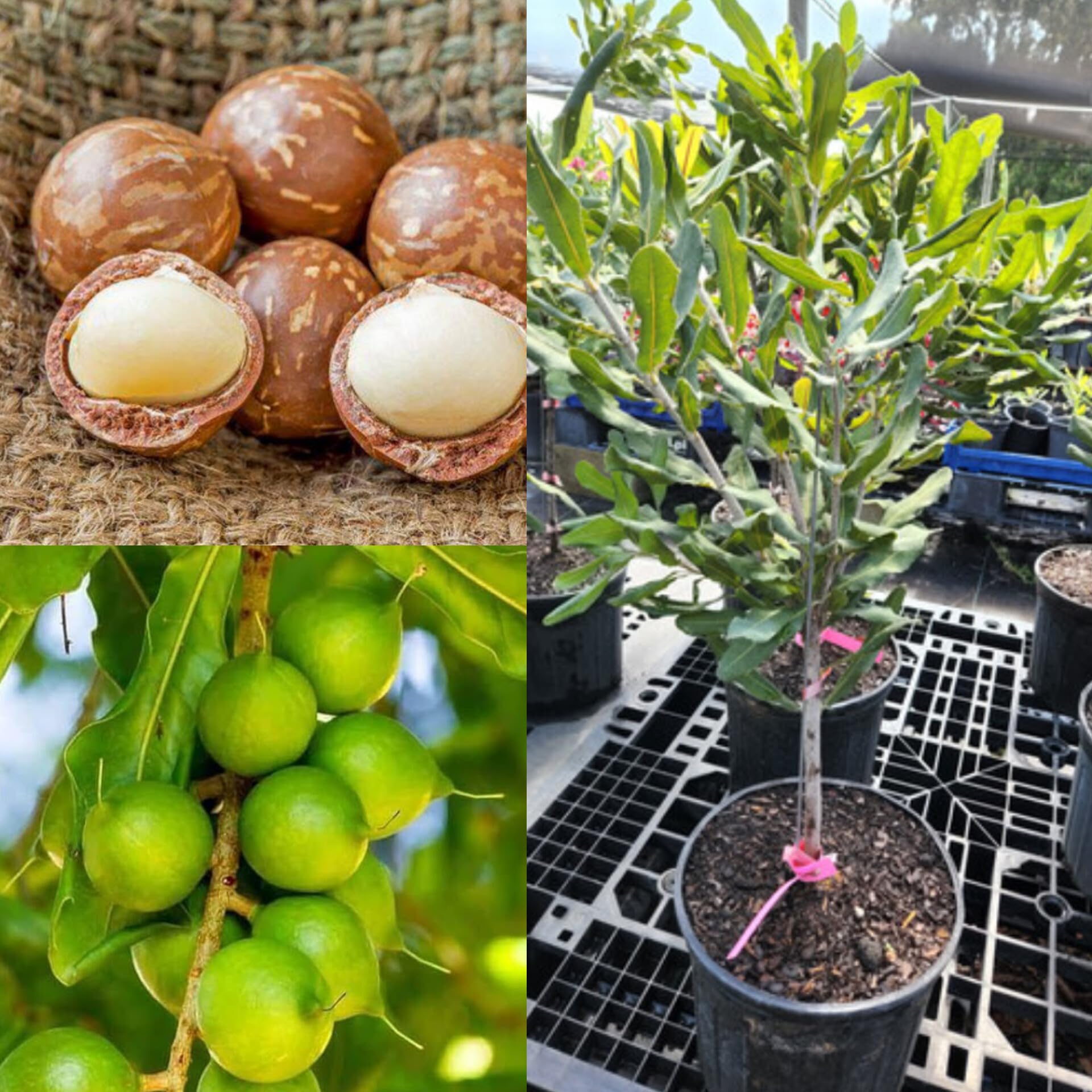 Macadamia nut plant grafted (Macadamia integrifolia, Hybrid