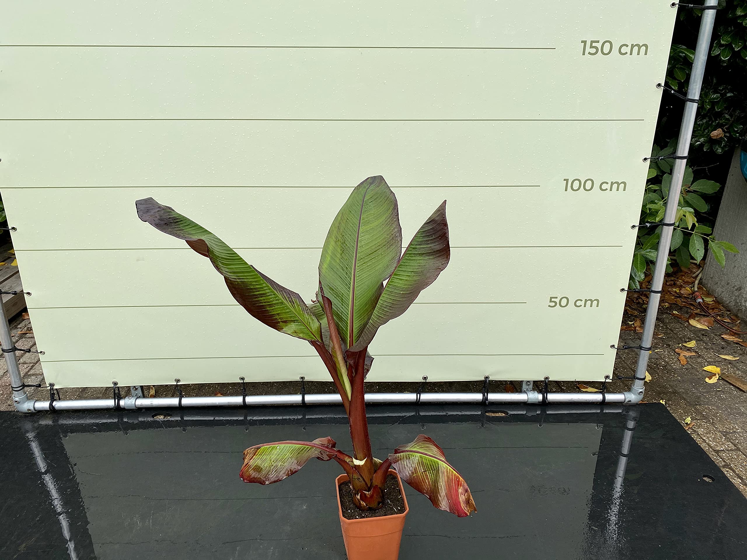 Tropictrees - MUSA MAURELLI - ROTE BANANENPFLANZE 120 CM A+