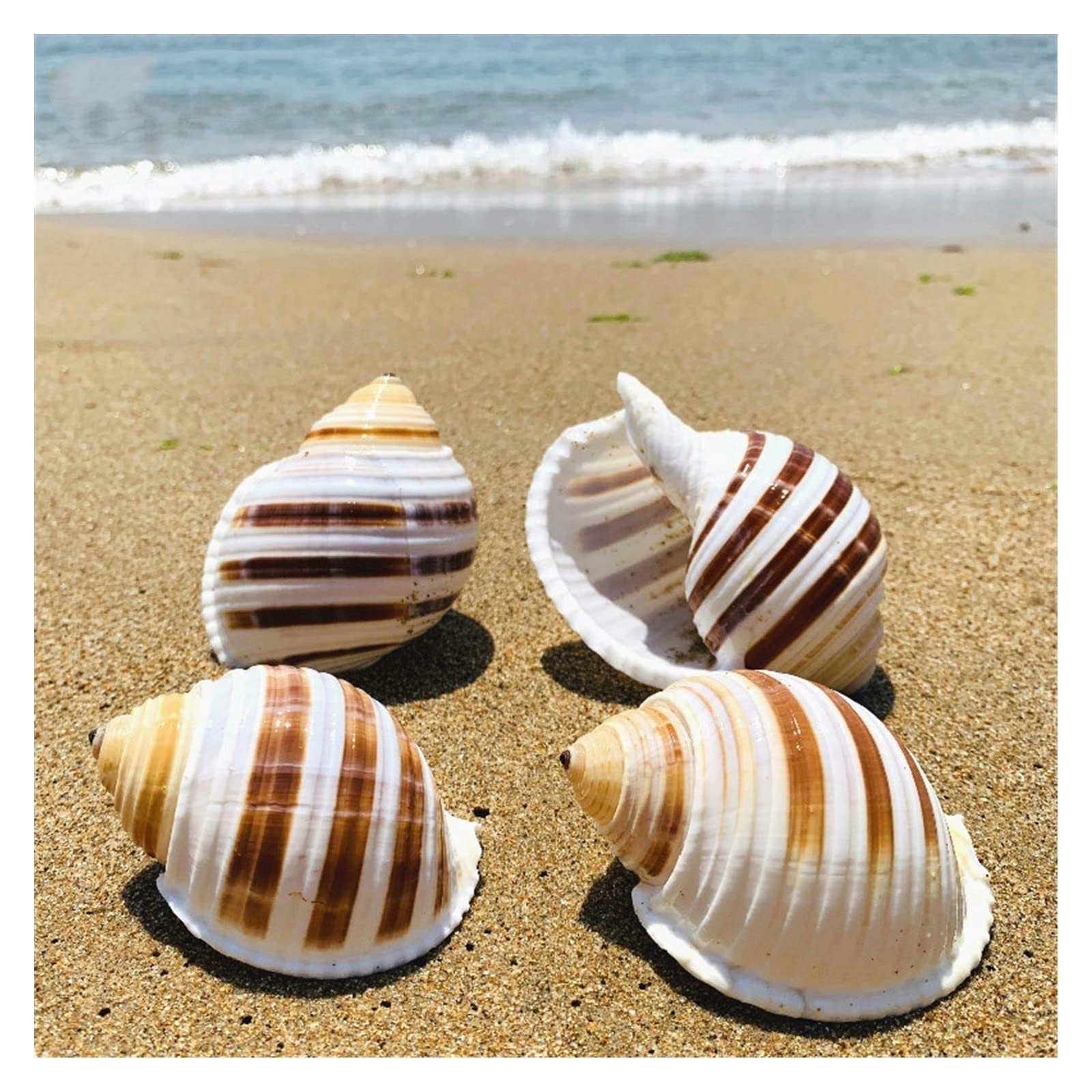 Amazon.co.jp: 12 ピース/ロット天然シェル巻貝カタツムリ水槽水族館