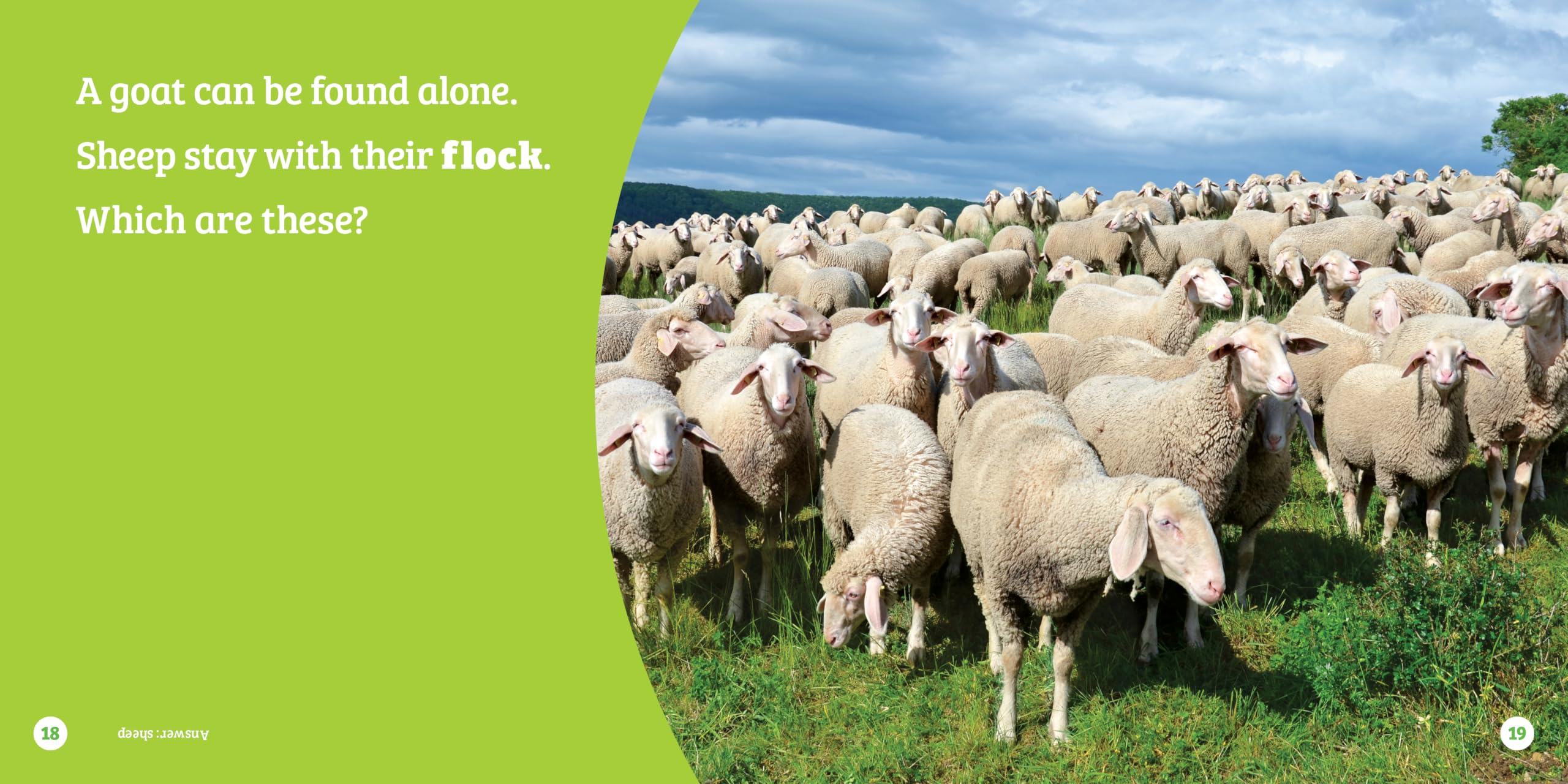 Sheep or Goat? (Spot the Differences)