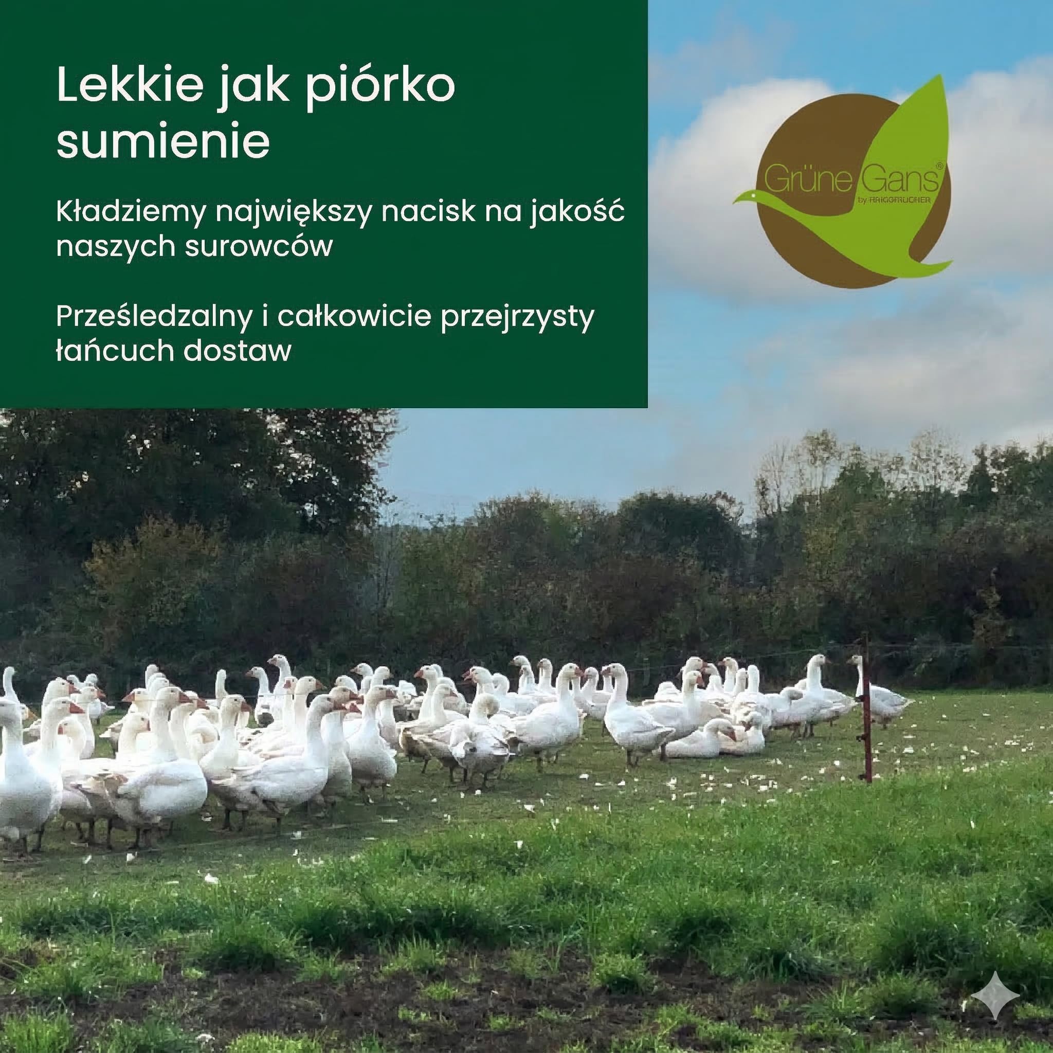 Premium de Luxe Poduszka Puchowa 60 x 70 cm - Made in Germany, 100% Bawełna, 3-Komorowa, Dla Alergików