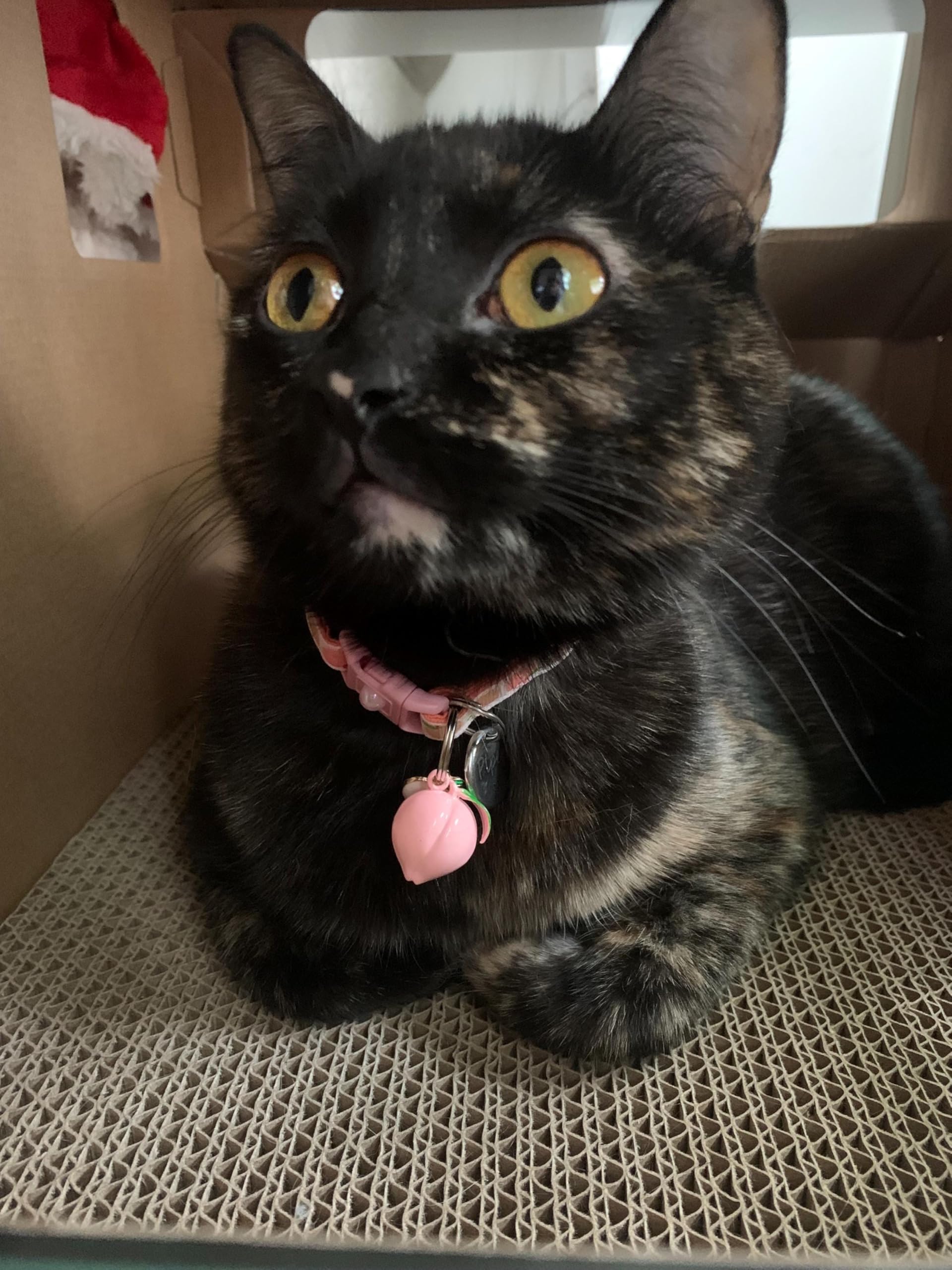 Peach Cat Collar with Bell | Safety Breakaway Collar | Adjustable Large Size or Kitten (Small(10lbs & Less), Pink)