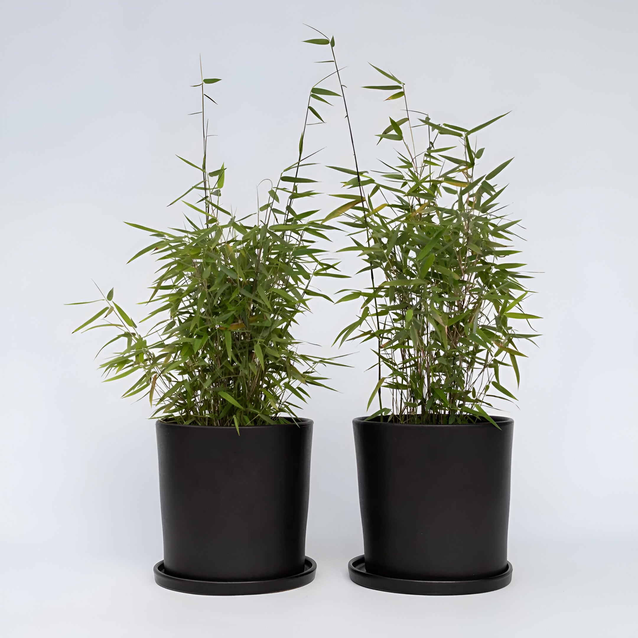 ABEFARIYA Live Plant Bonsai Rare" White Bamboo" Dendrocalamus Minor Exotic |1 Healthy Live Plant with Grow bag -(height 30-35 c.m.) for home gardening (Quantity 1) Indoor & Outdoor Plant-image-41