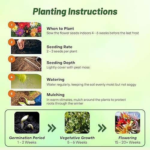 Miniatura 4 de Outsidepride Mezcla de cactus semillas de dalia para plantar, 500 unidades, anuales, fáciles de cultivar, semillas de flores de larga temporada con