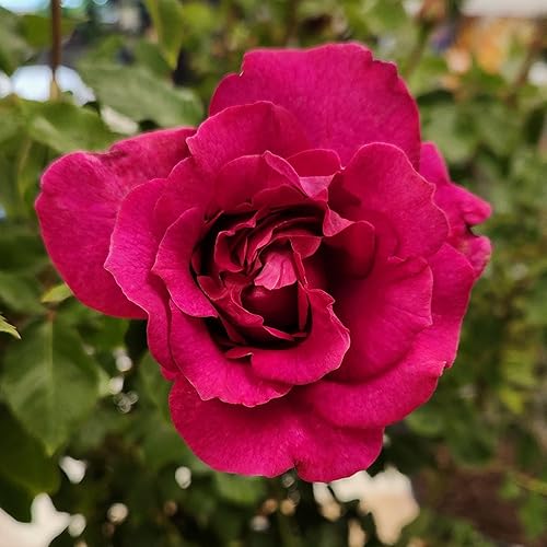 Miniatura 12 de True Bloom 'True Serenity' - Rosas vivas y rosales listas para plantar, regalo de plantas de rosas para amantes de las plantas, rosas de jardín,