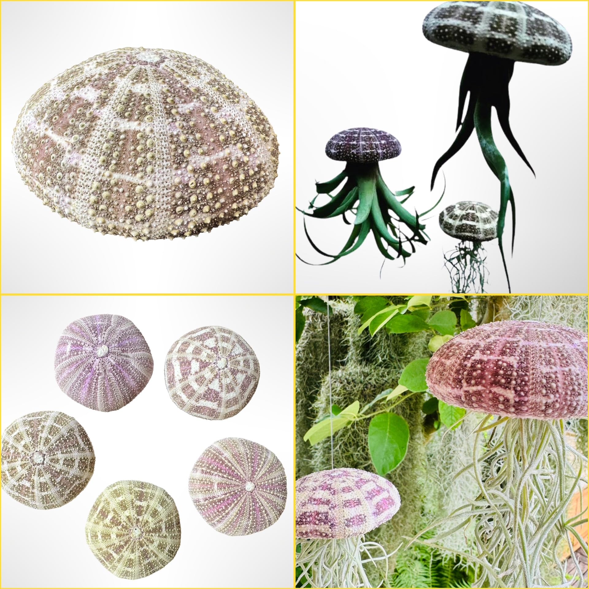 Trendyairplants - Lot de 3 Plantes Aériennes Réelles Tillandsia avec Coquilles d'Oursin Alfonso - Décoration Naturelle Intérieure - Purificateur d'Air - Facile d'Entretien - Cadeau Original