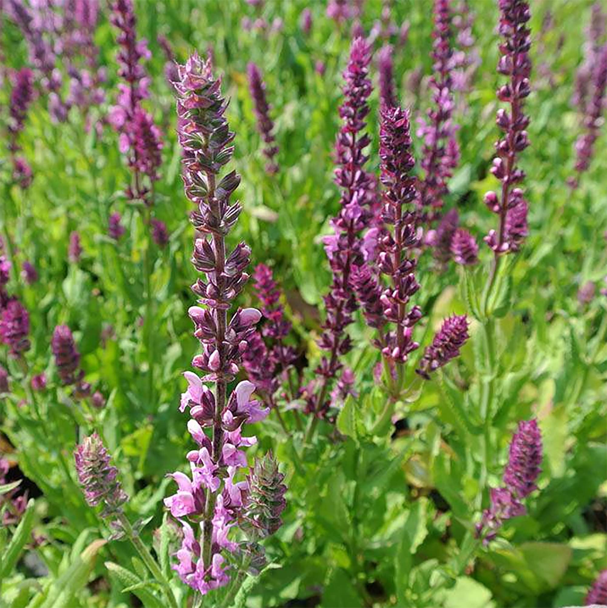 Amazon.co.jp: QAUZUY GARDEN ローズクイーンセージ(多年草サルビア