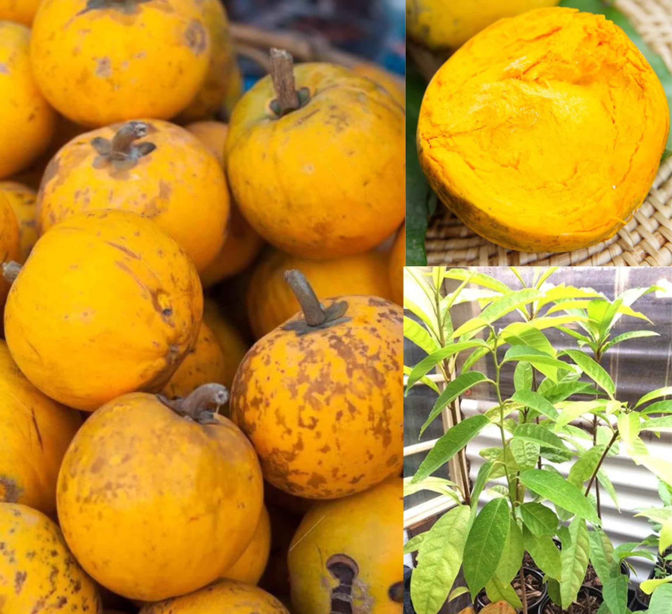 All Time Egg Fruit Plant - Live Grafted Tree -5