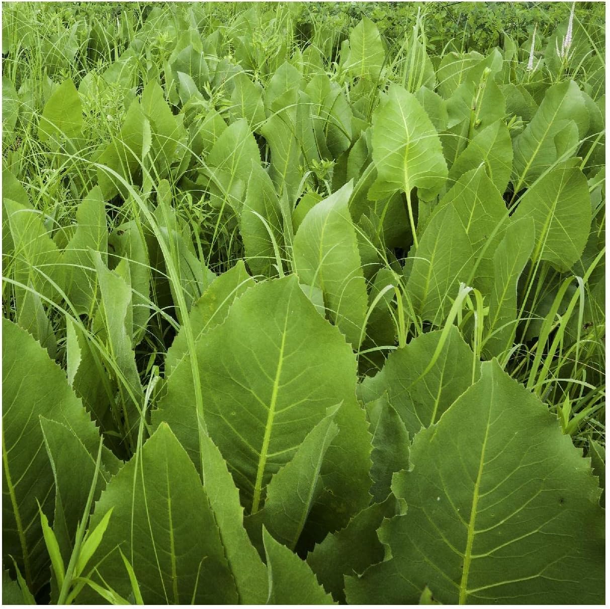 Everwilde Farms - 1/4 Lb Prairie Dock Native Wildflower Seeds - Gold Vault