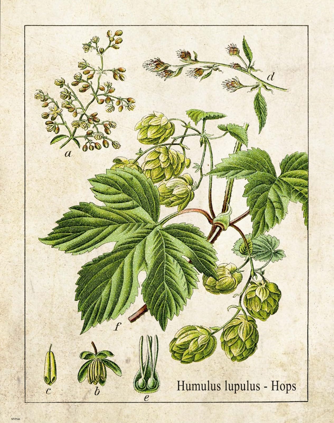 Yelacecca Metalsigna24373 Hops Plant Art Print Poster Decor Vintage Bar Pub Craft Beer Home Brewing Gift Wall Art Decor Metal Sign Poster 8X12 Inches