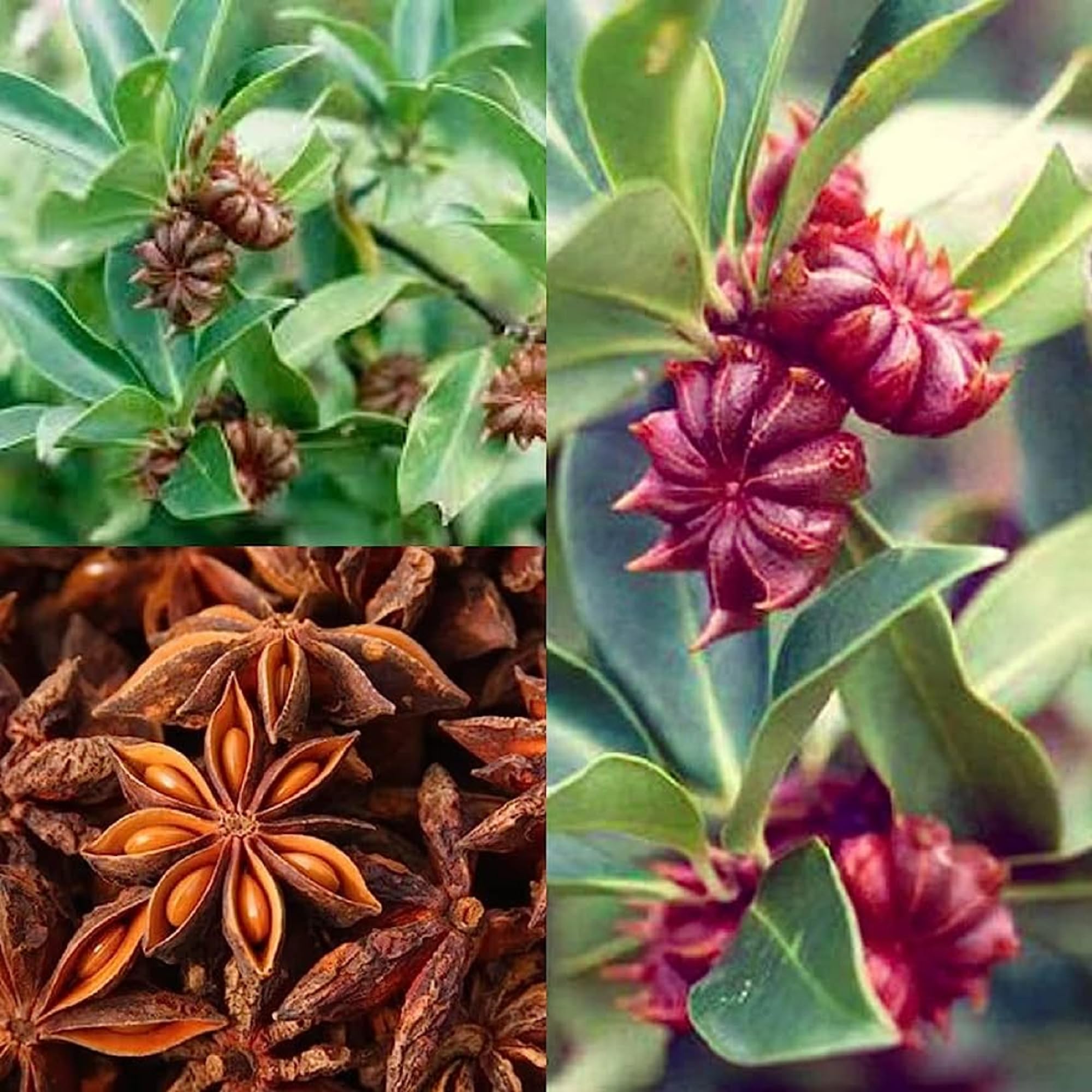 CHUXAY GARDEN Star Anise Seed 60 Seeds Illicium Verum Plant Seasoning Culinary Plants Robust Flavor High Yield Flourishing