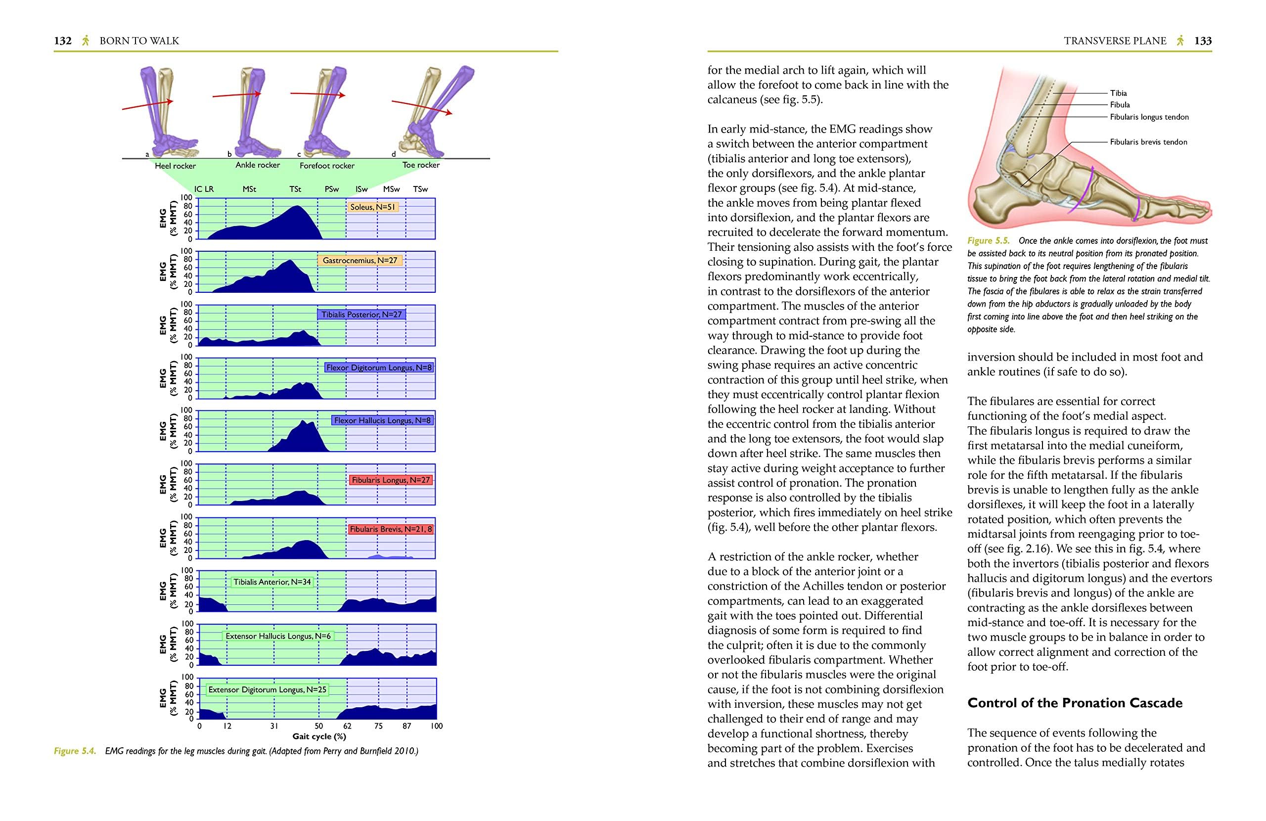 Born to Walk: Myofascial Efficiency and the Body in Movement