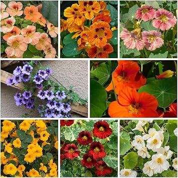 300 Mixed Nasturtium Seeds for Planting - Heirloom Non-GMO Edible Flower Seeds - Colorful Jewel Mix for Garden Beds, Containers, and Hanging Baskets