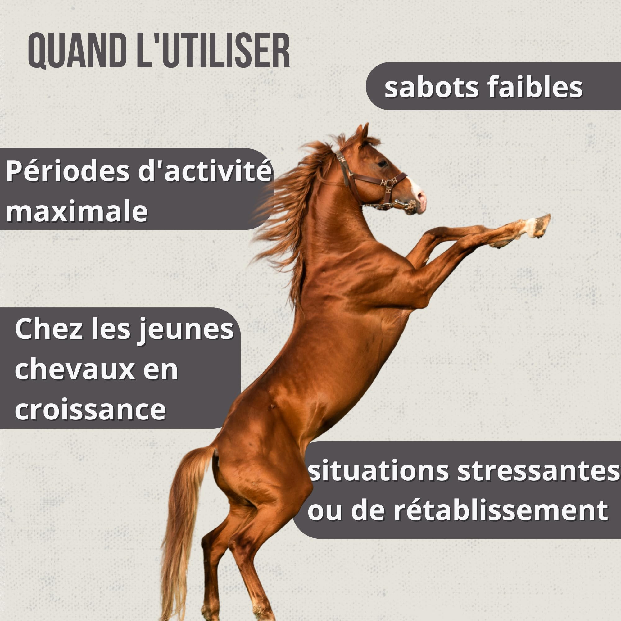 Hoofcare Biotine et zinc pour casques de cheval 750 g – Sabots forts et croissance naturelle – Idéal pour les casques fragiles, le changement de pelage et les chevaux sportifs – Soins sabots et peaux