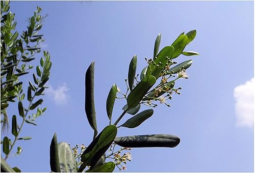 Miniatura 2 de Pimienta de Jamaica 10 SemillasBerry Ornamental Evergreen -Allspice I Contenedor o Jardinería al aire libre Pimenta dioica