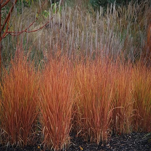Miniatura 2 de Más de 30 semillas de césped ornamental de Miscanthus Flame Grass (hierba de llama de Miscanth), resistentes, perennes, versátiles, sin OMG,