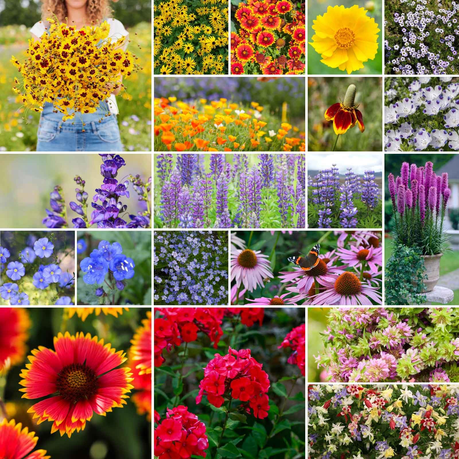 Eden Brothers Native Wildflower Mixed Seeds