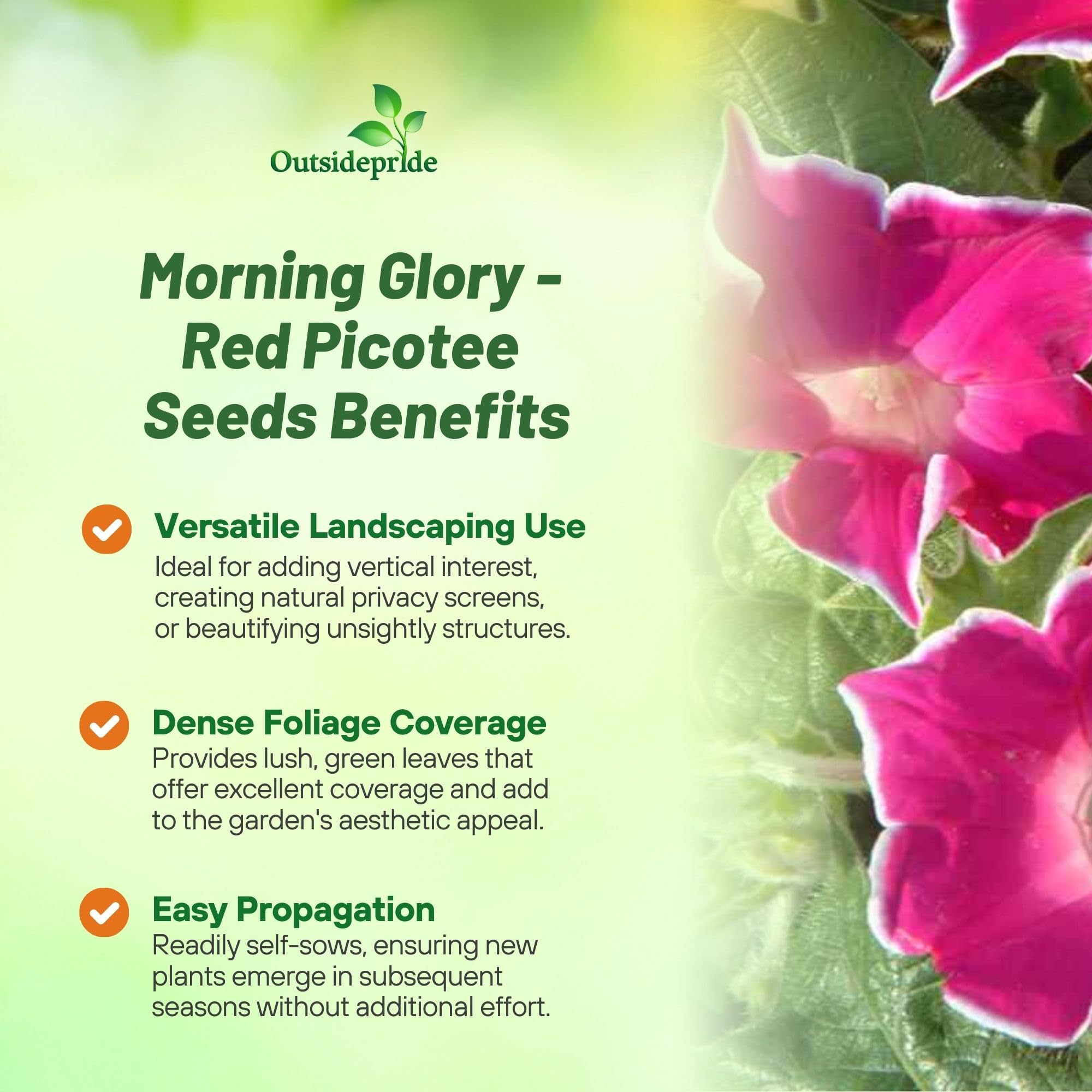 Amazon.com : Outsidepride Red Picotee Morning Glory Seeds - 50 Pcs