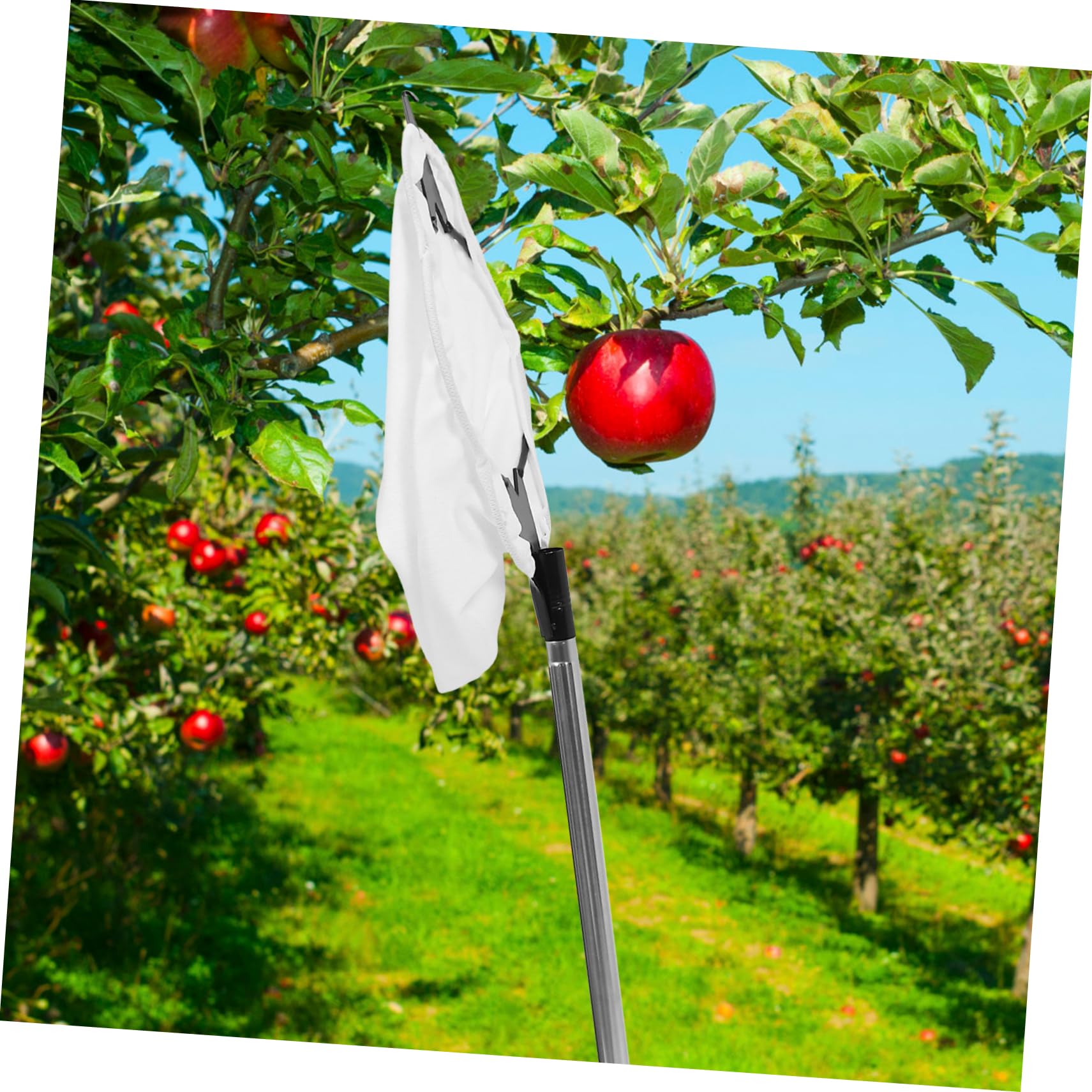 Hemobllo 1 Set Raccoglitore Di Frutta Raccoglitore Di Alberi Da Frutto Raccoglitore Di Frutta Con Palo Allungabile Con Cestino Per Raccoglitore Di Frutta Con Manico Lungo Di Mela E