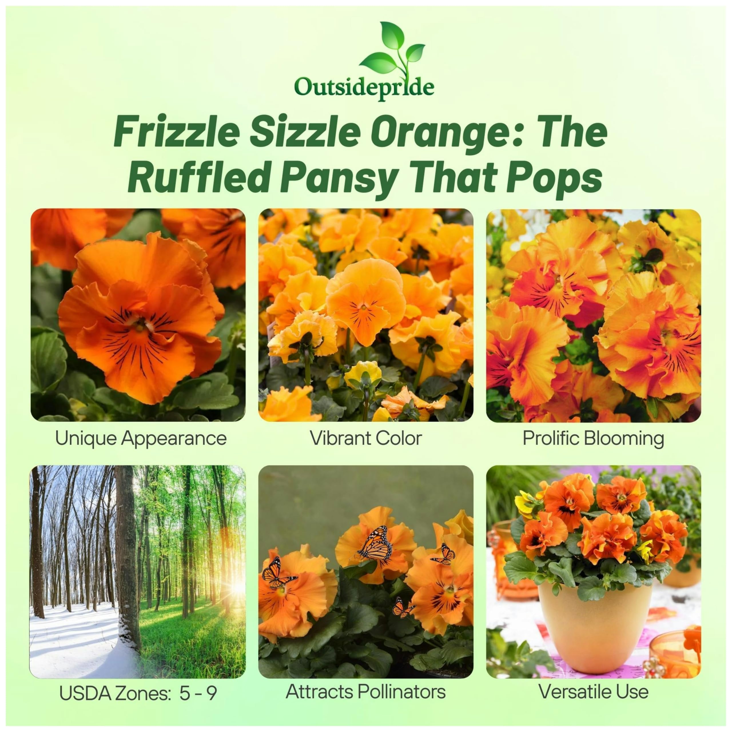 Amazon.com : Outsidepride Frizzle Sizzle Orange Viola Pansy Seeds