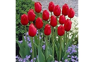 QAUZUY GARDEN Red Matador Jumbo Semilla de Tulipanes