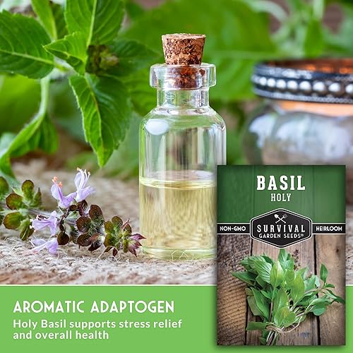 Miniatura 5 de Survival Garden Seeds - Semilla de Albahaca Sagrada para plantar - 1 paquete con instrucciones para plantar y cultivar la hierba sagrada india Tulsi