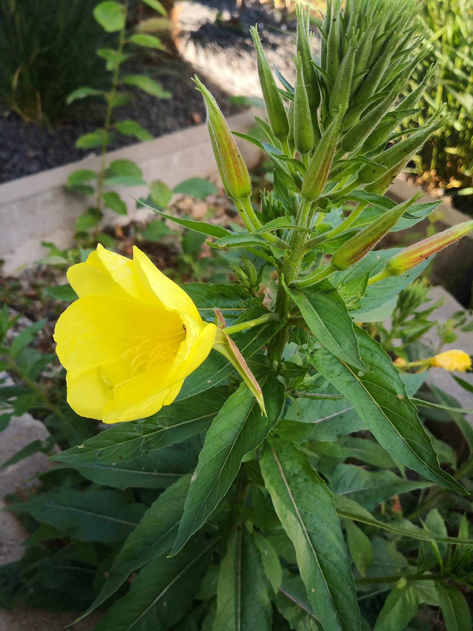 Oenothera Biennis Rosette Evening Primrose [Oenothera Biennis]