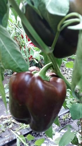Miniatura 8 de Semillas Dulce Pimiento Negro Vegetal Heirloom para Plantar No GMO