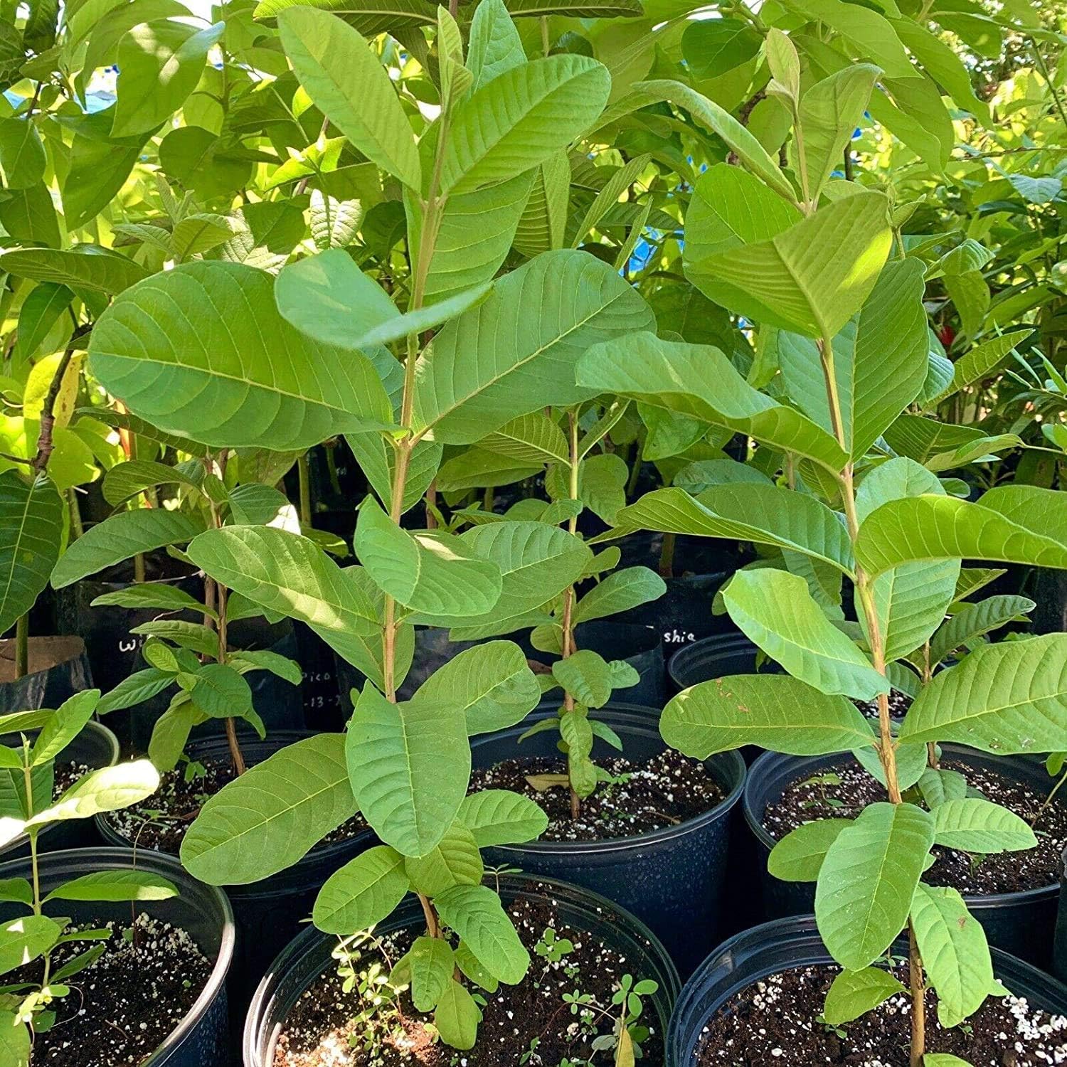Mexican Cream Guava Tropical Live Tree (Psidium guajava) Tropical Live Plant 1’-2’ TropicalPlantae