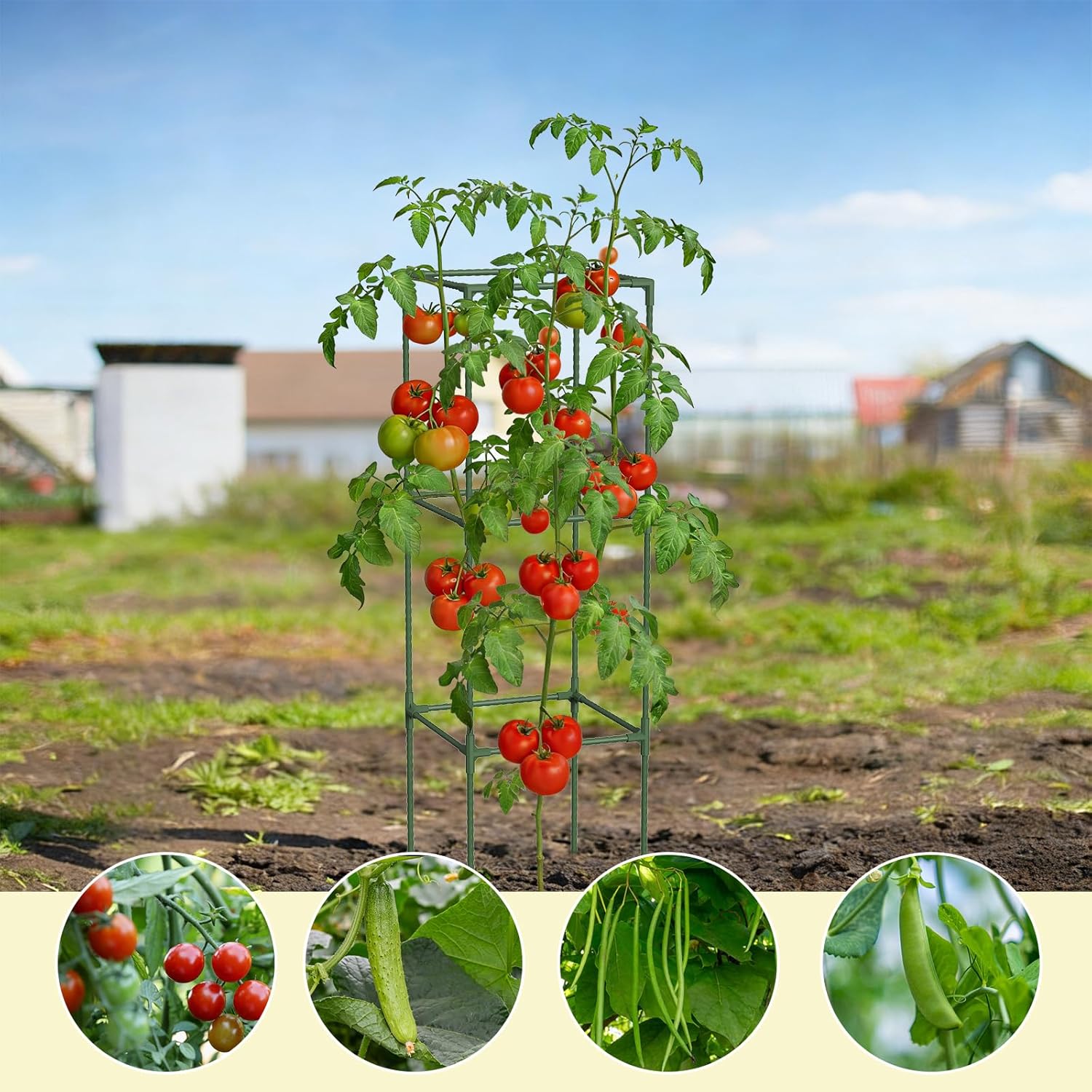 3 Pack Tomato Cage, 47.2” Tall Plant Support Trellis for Tomatoes & Climbing Vegetables, Heavy Duty Garden Tomato Stakes for Raised Beds - Extra-Thick Stakes