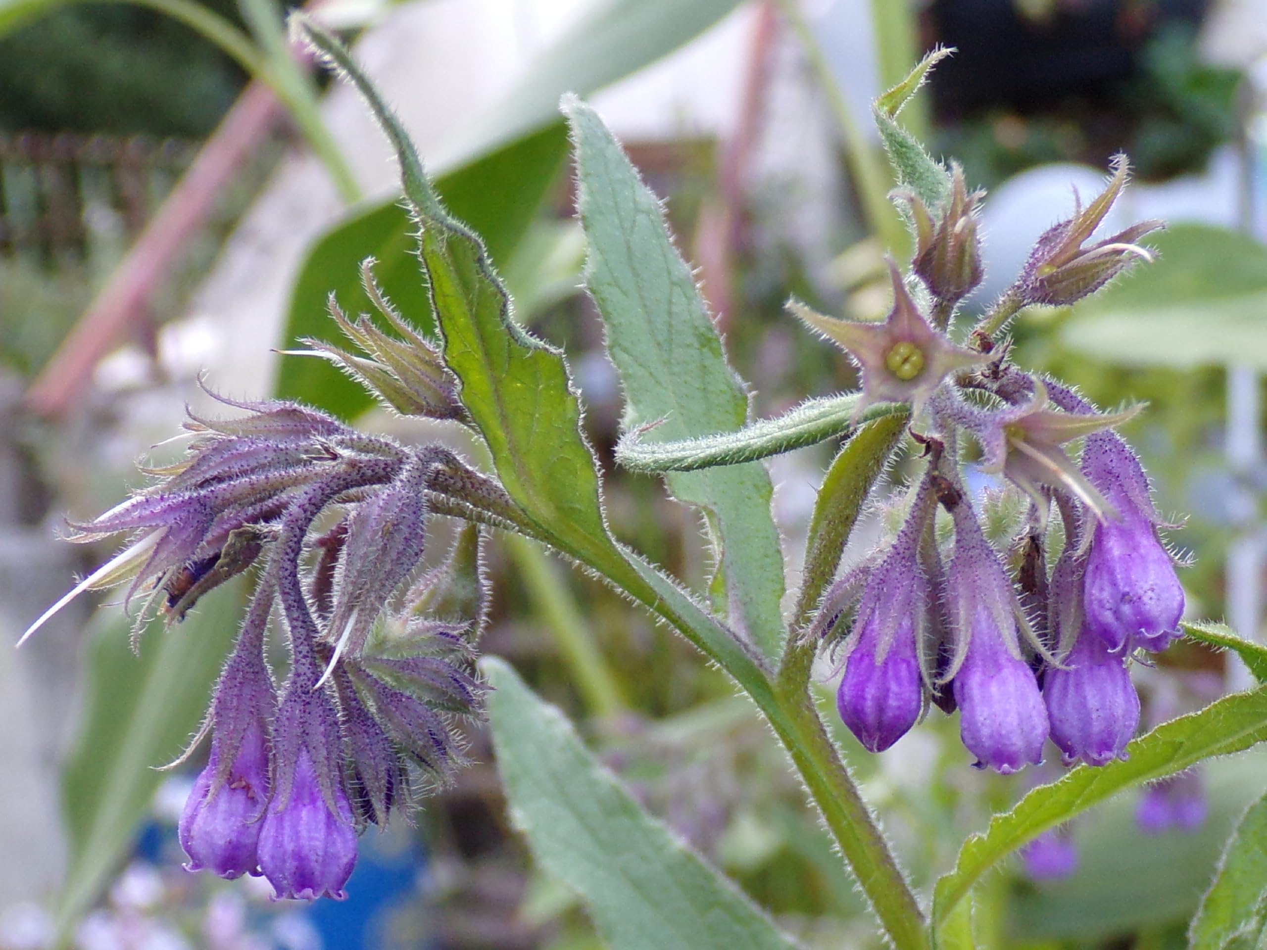 Żywokost NT - Symphytum Officinale (zielony nawóz) SEM14