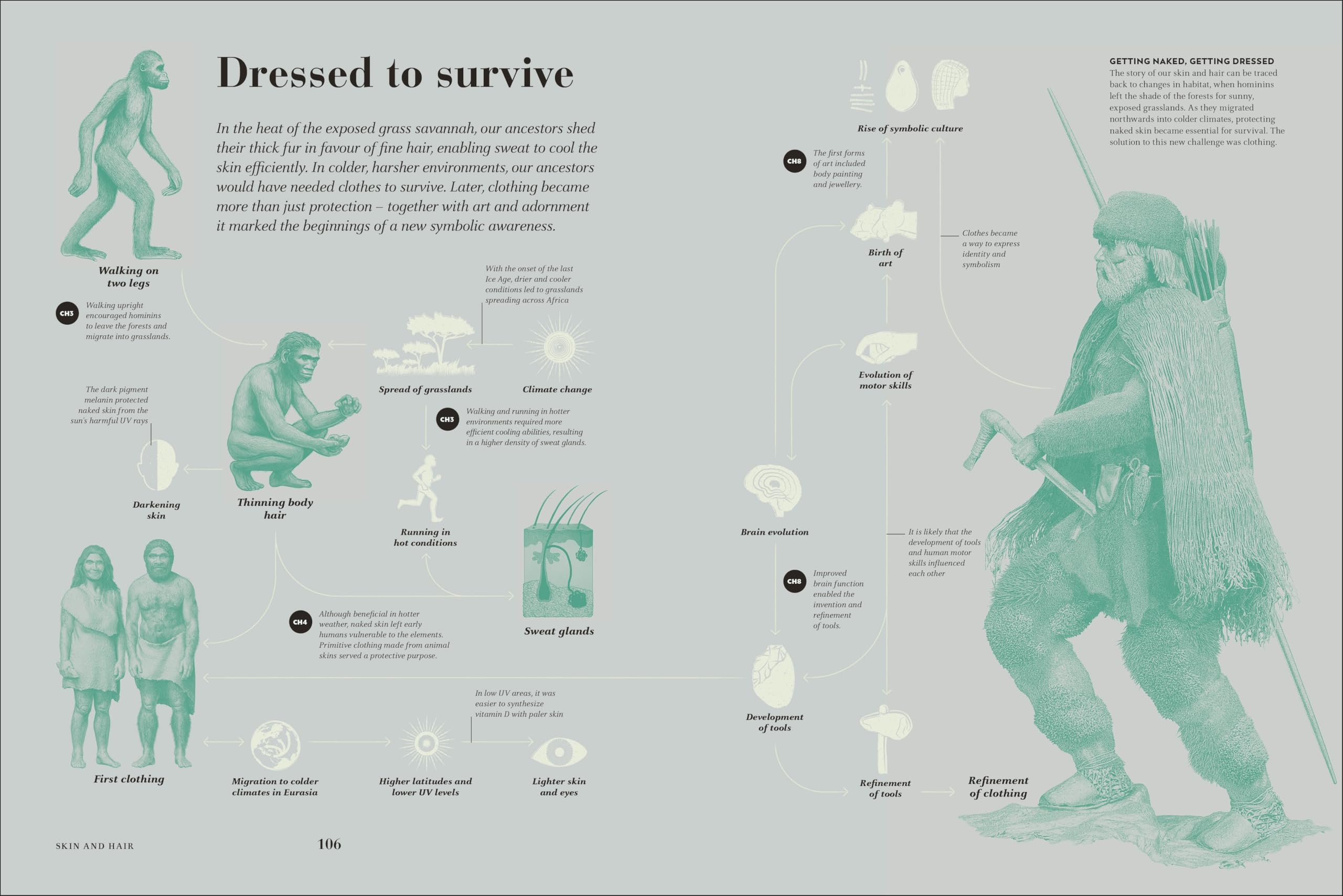 Humans: The Evolution of a Species